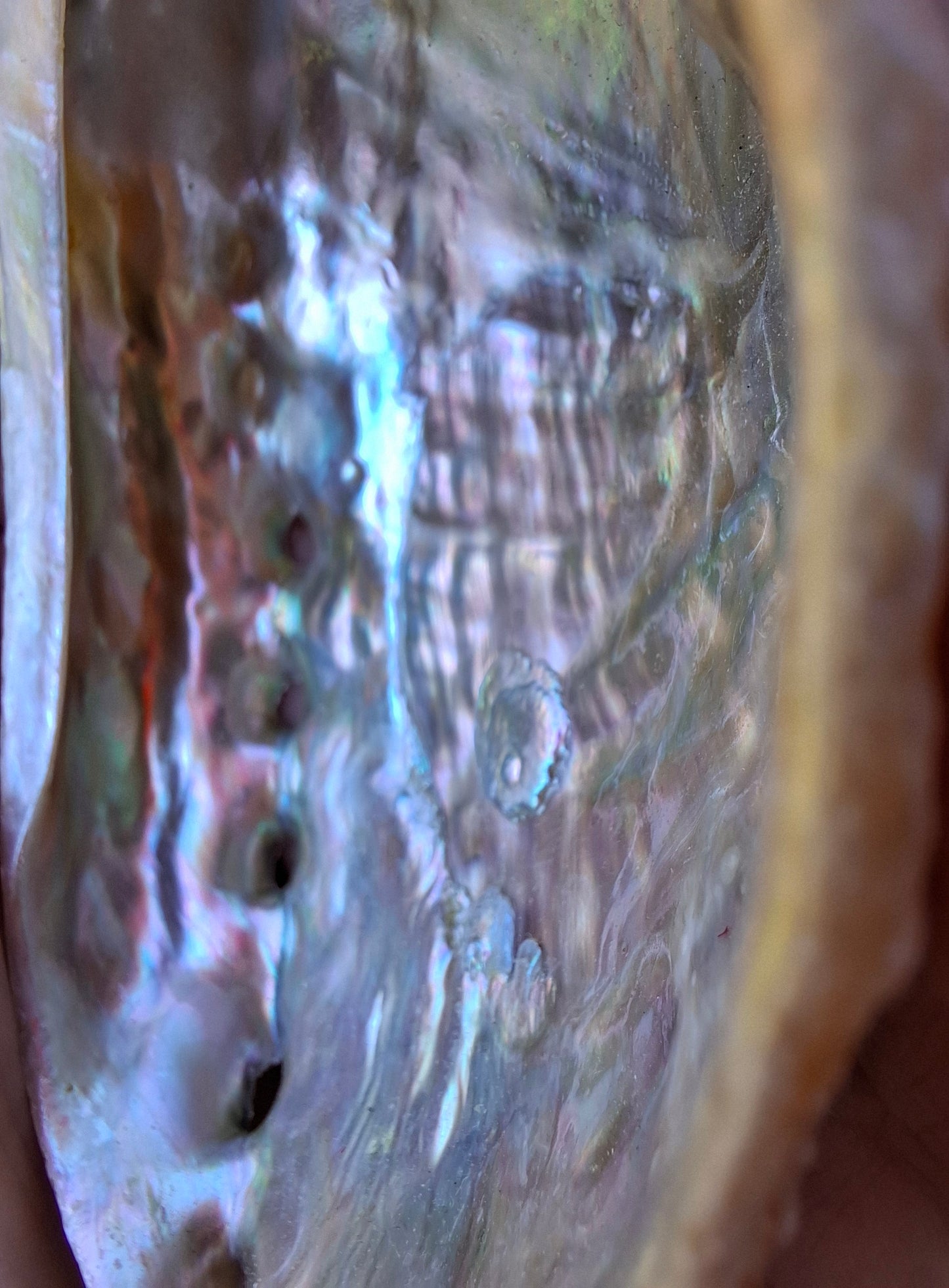 Abalone Shell, (Ref: SH2)