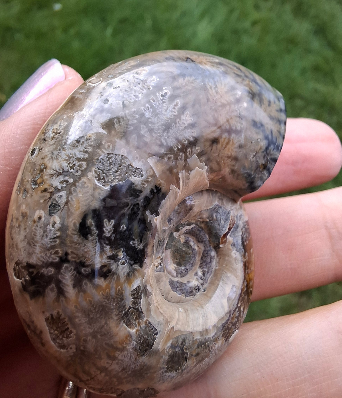 Polished Ammonite, Fossil (Ref: AMM1)