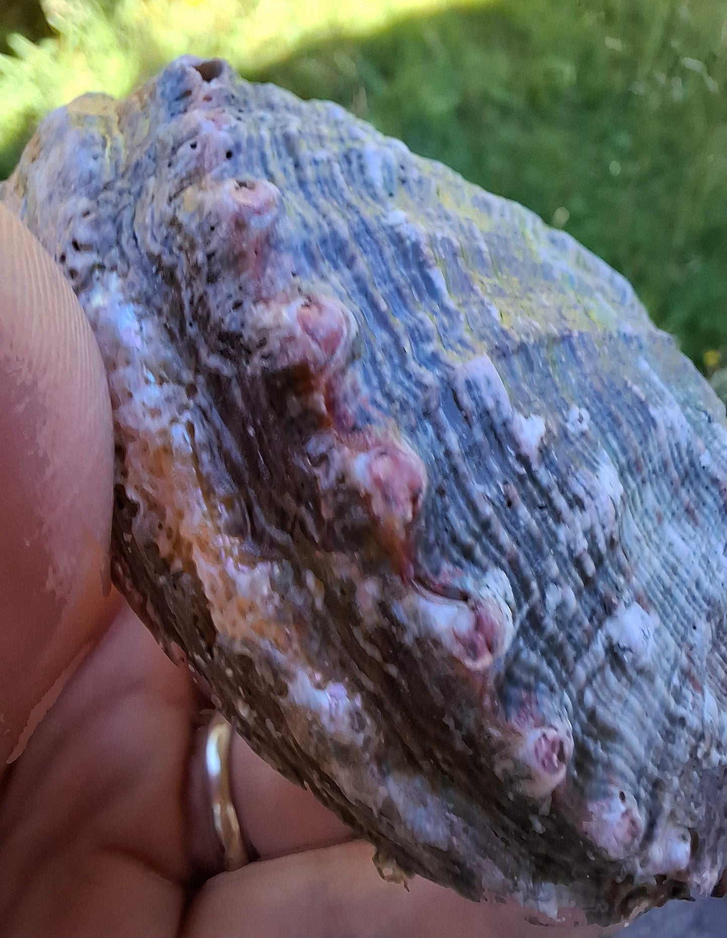 Abalone Shell, (Ref: SH1)
