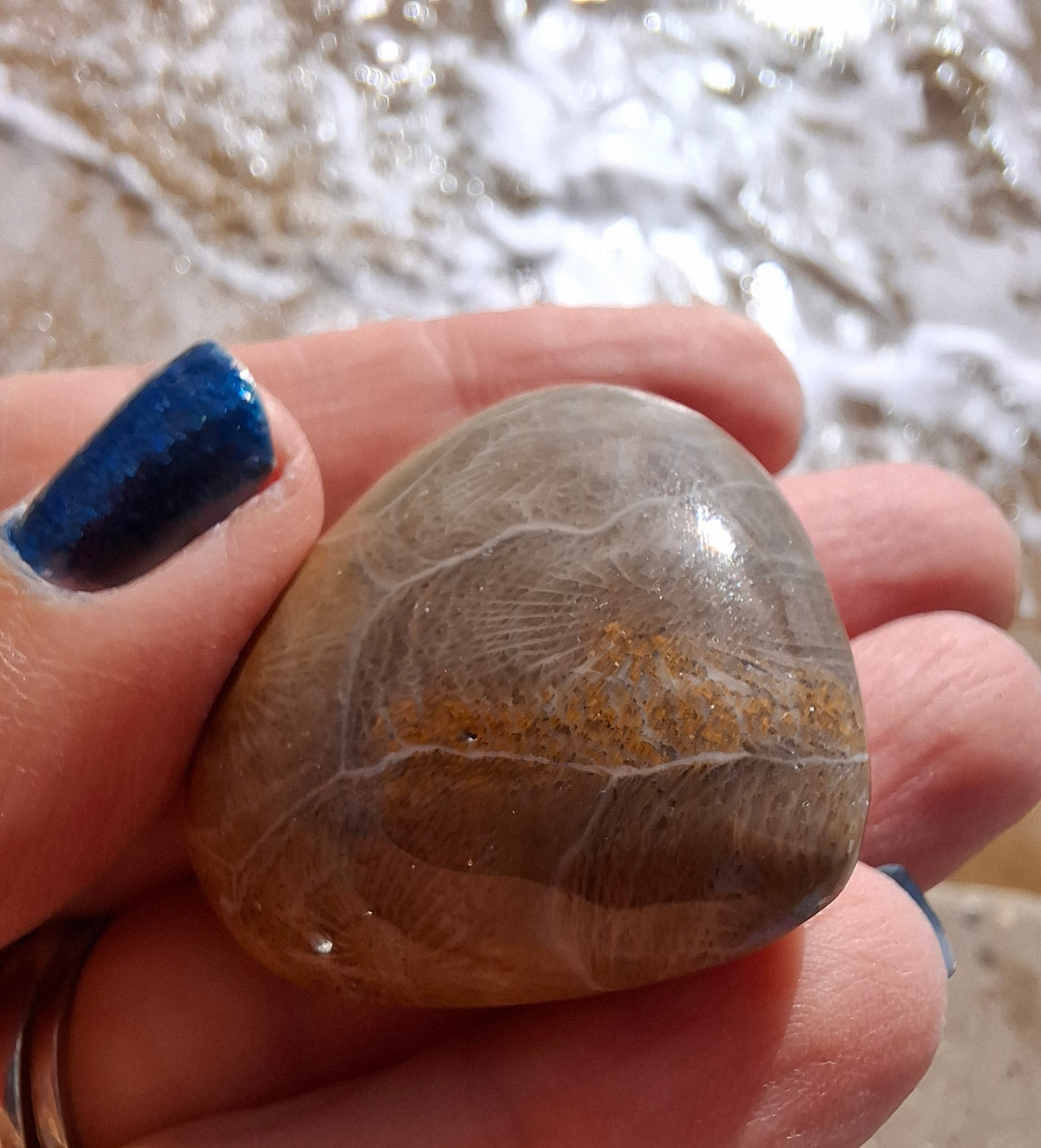 Fossil Coral Heart (Ref: CoH3)