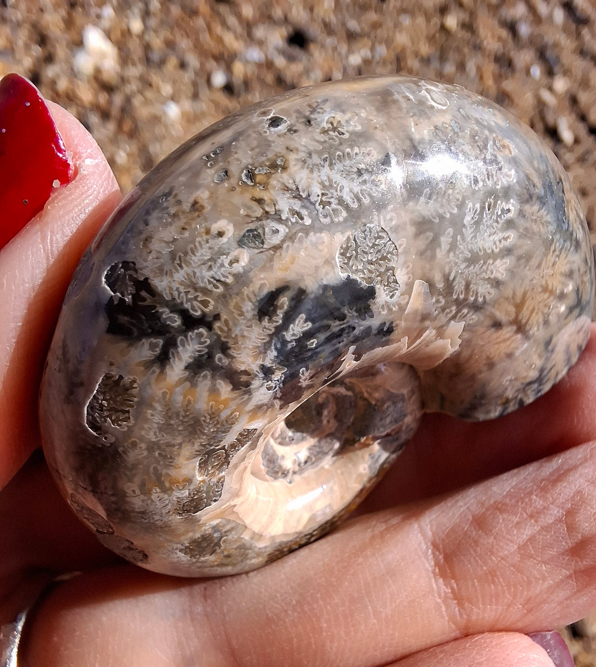 Polished Ammonite, Fossil (Ref: AMM1)
