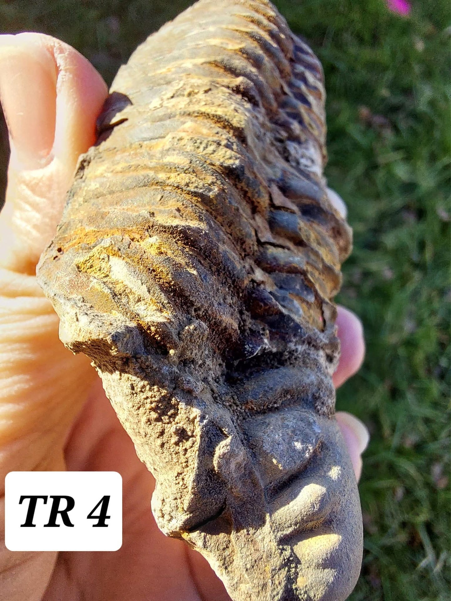 Trilobite (Flexicalymene), 111.00g, Fossil (Ref: TR4)