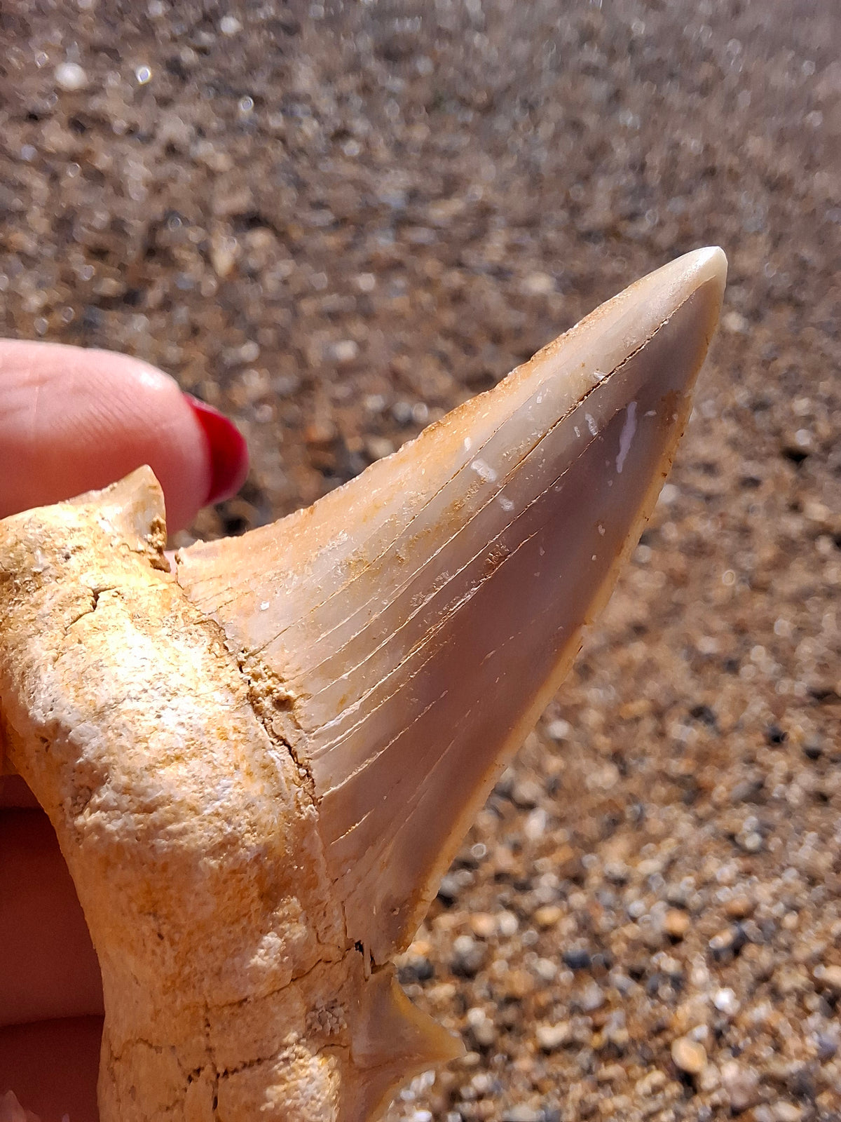 Otodus Shark Tooth, Fossil (Ref: OT6)