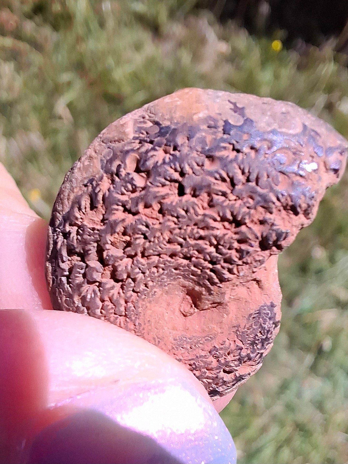 Small Haematite Ammonite HALF, 2.55g, Fossil (Ref: MA8)