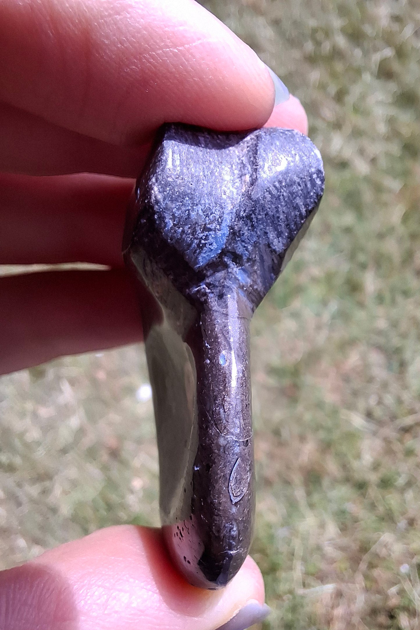 Goniatite, Fossil (Ref: GA8)