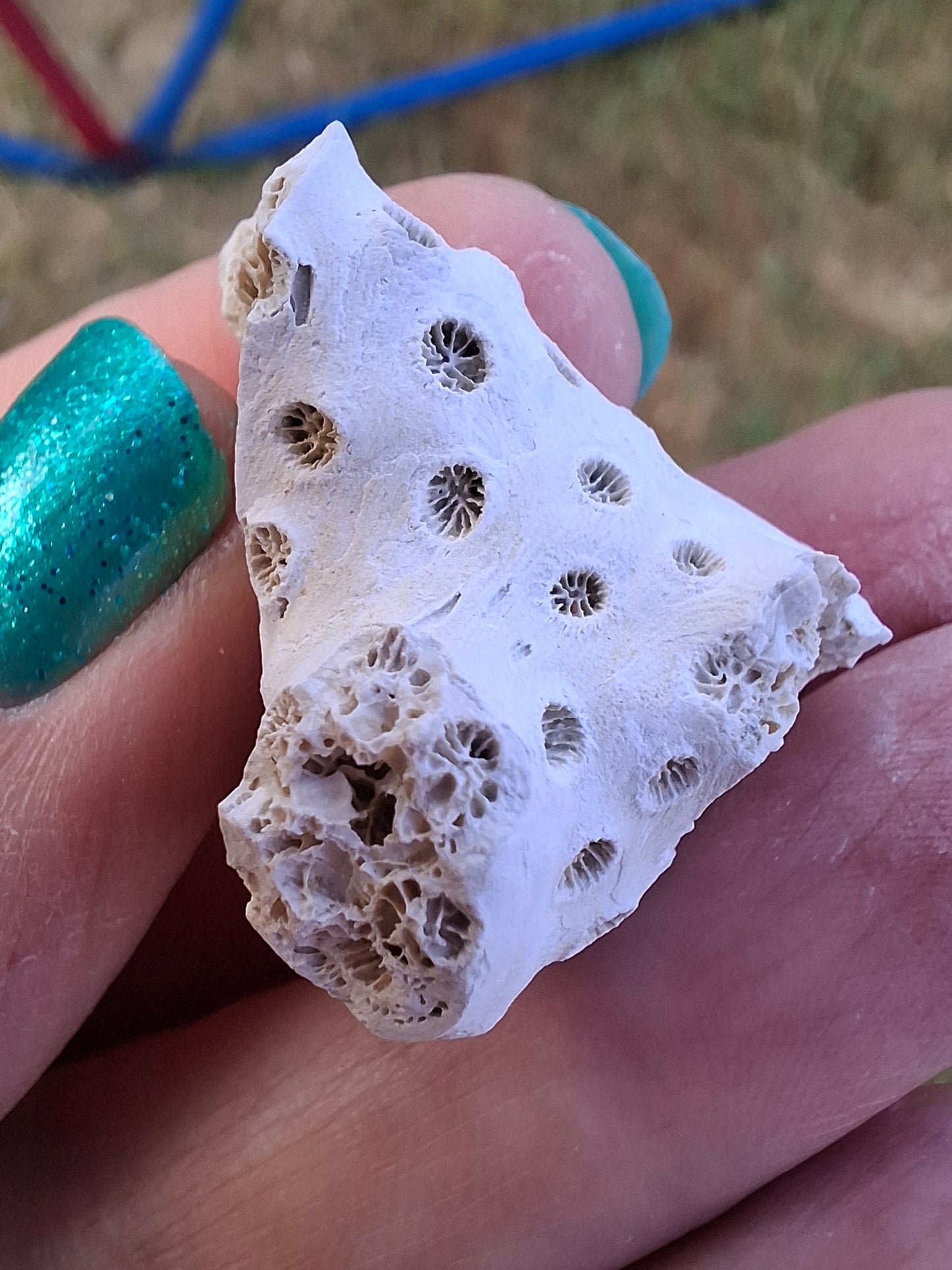 Fossil Coral, (Ref: FC1)