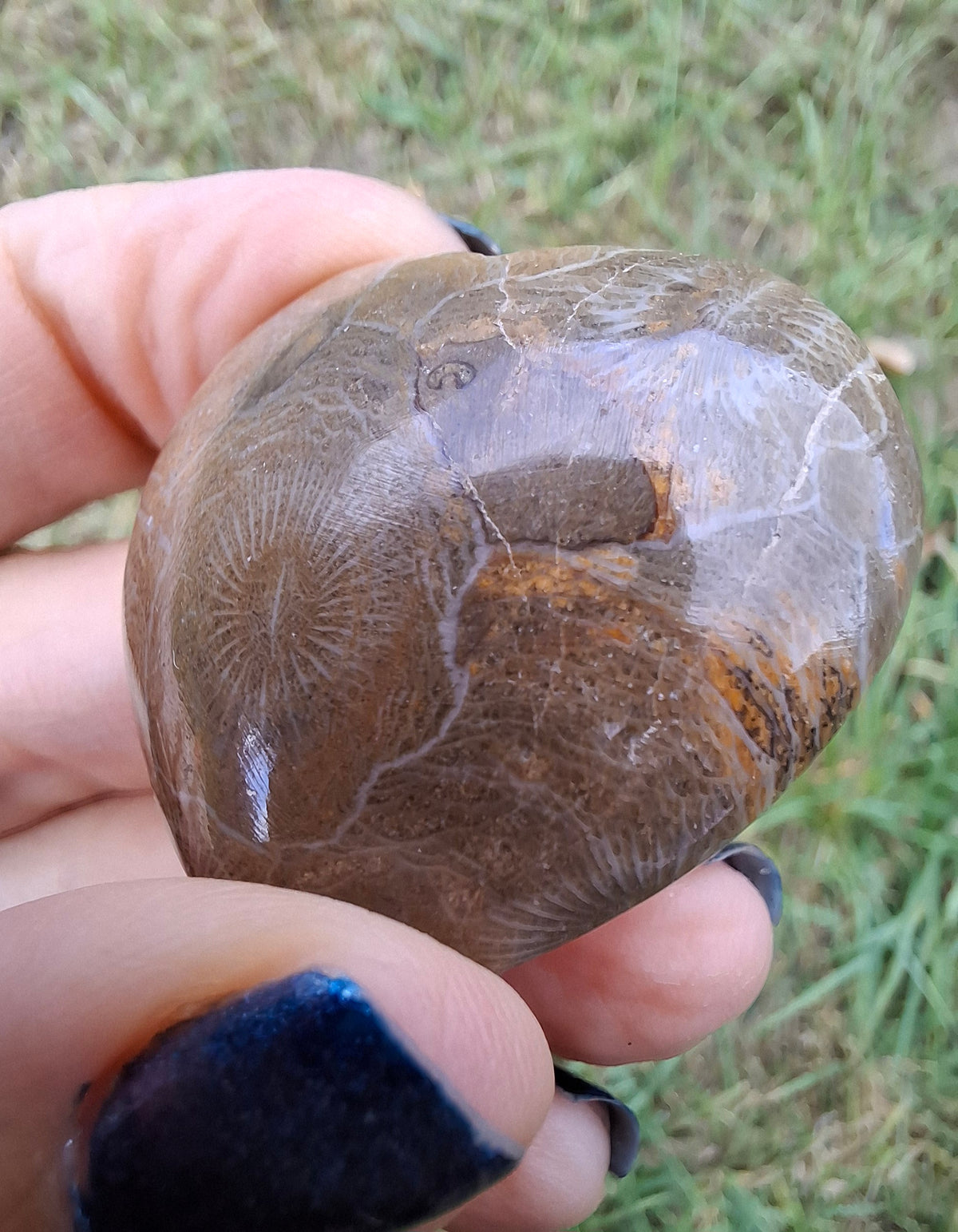 Fossil Coral Heart, (Ref:CoH1)