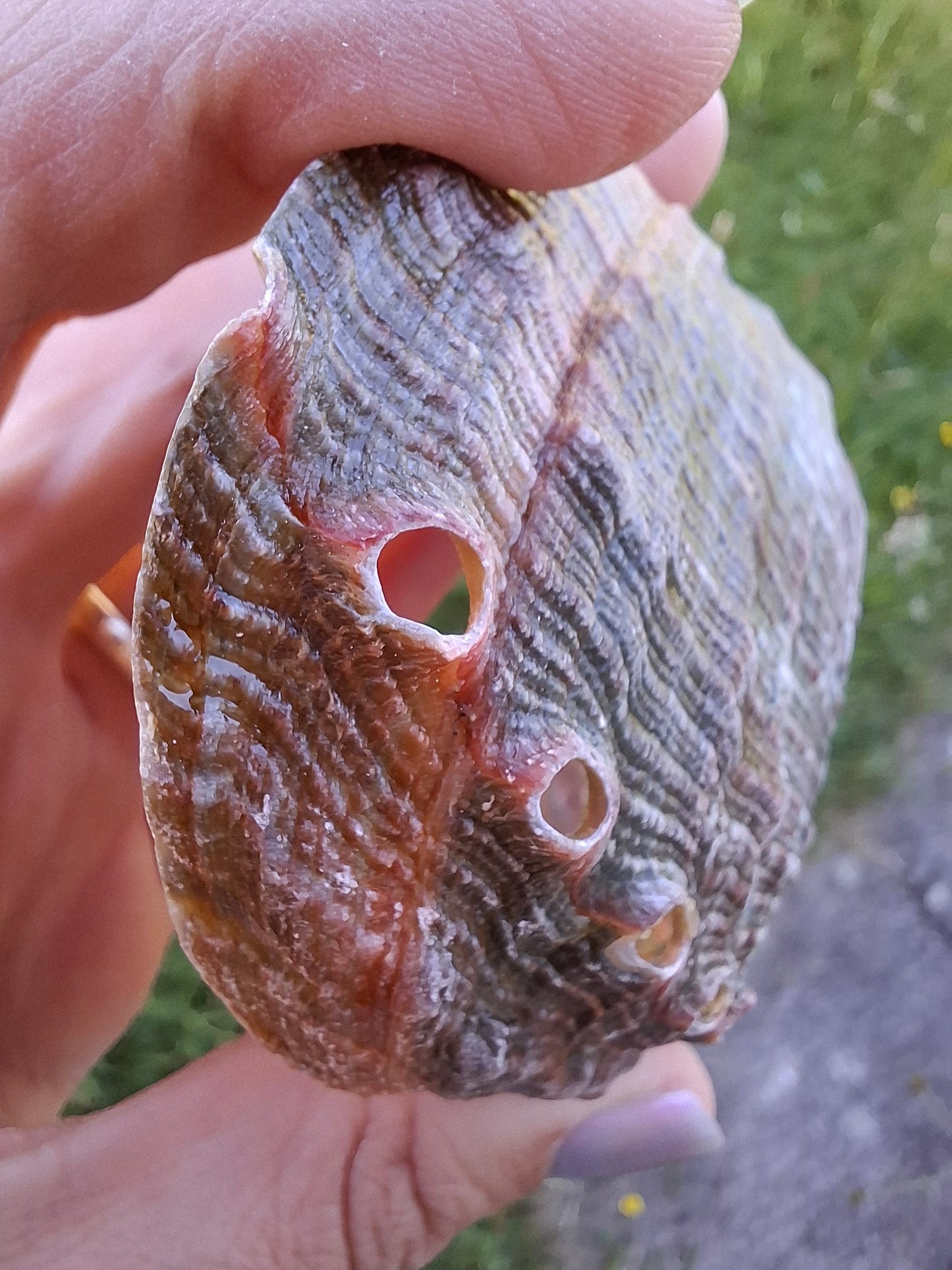 Abalone Shell, (Ref: SH1)