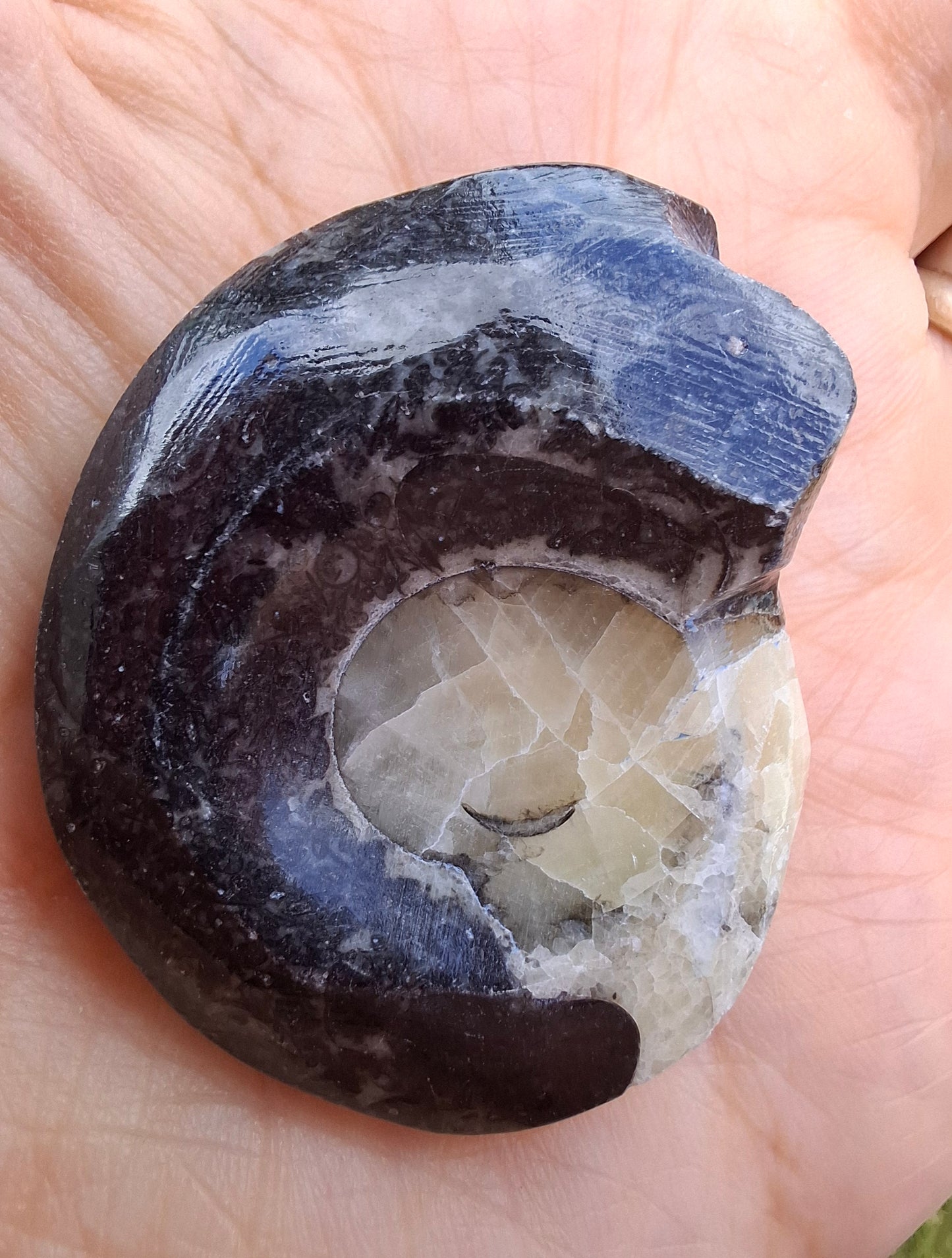 Goniatite, Fossil (Ref: GA7)
