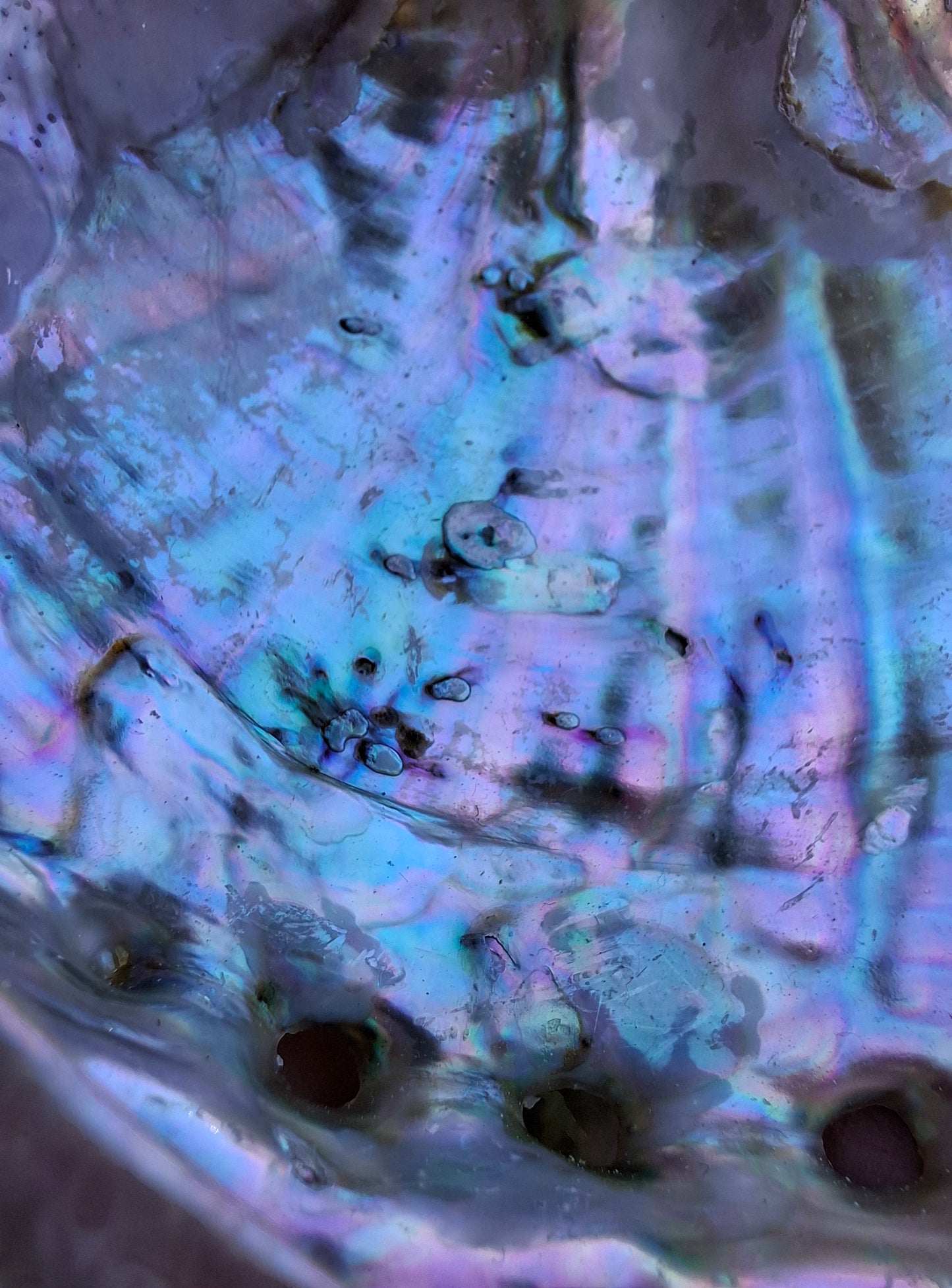 Abalone Shell, (Ref: SH1)