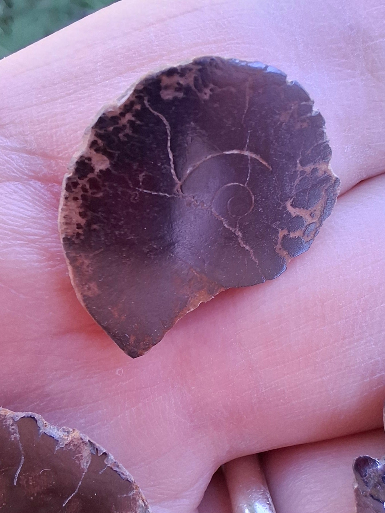 Small Haematite Ammonite Halves BUNDLE, (7 pcs), Fossil (Ref: MA13)