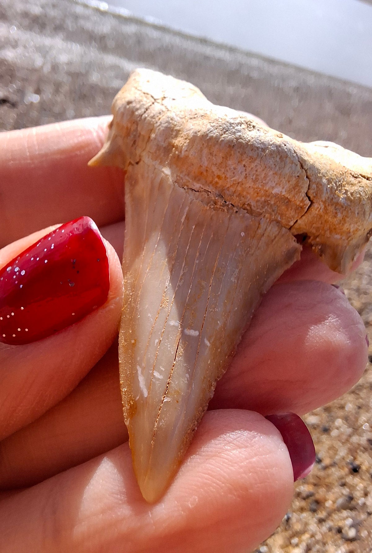 Otodus Shark Tooth, Fossil (Ref: OT6)