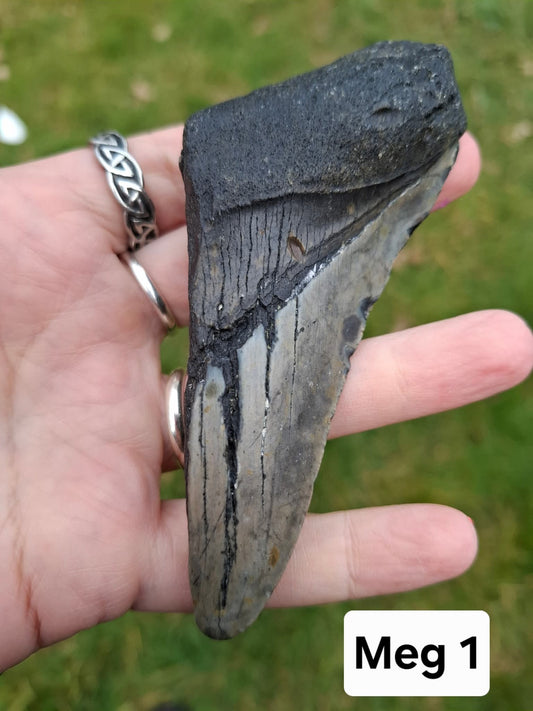 Megalodon (partial) Shark Tooth, 109.68g, Fossil (Ref: Meg1)