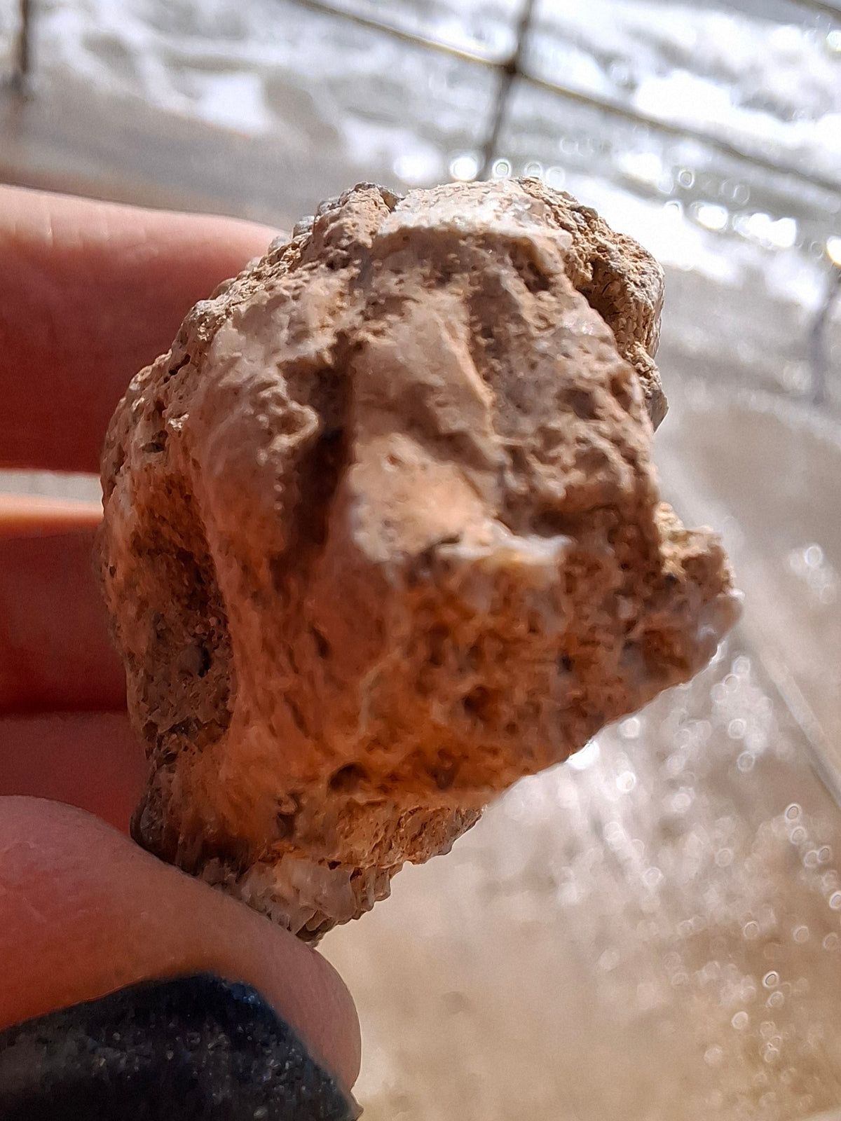 Chalcedony Oyster, Fossil (Ref: FO6)