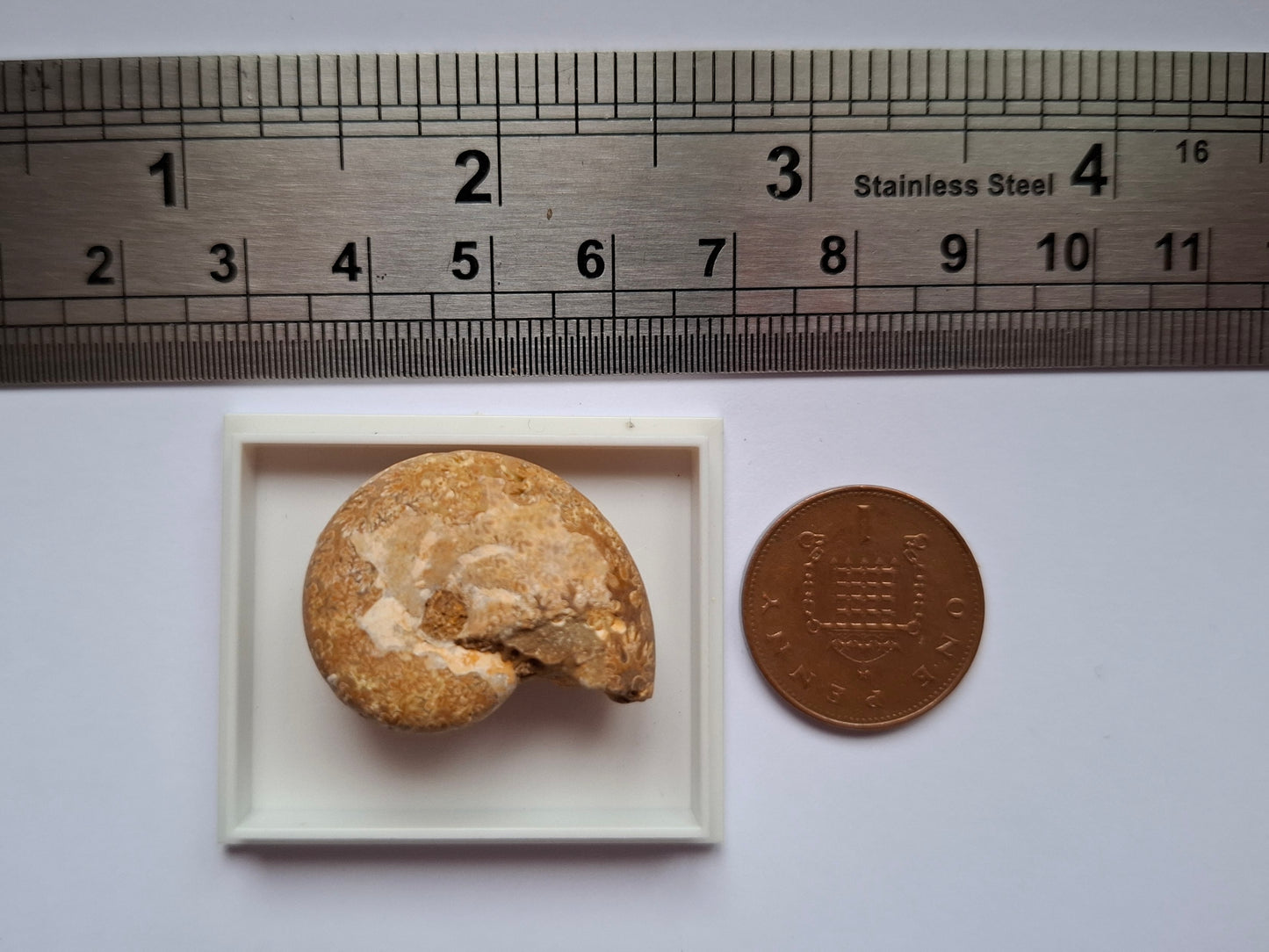 Phylloceras Ammonite, Fossil (Ref: PA1)