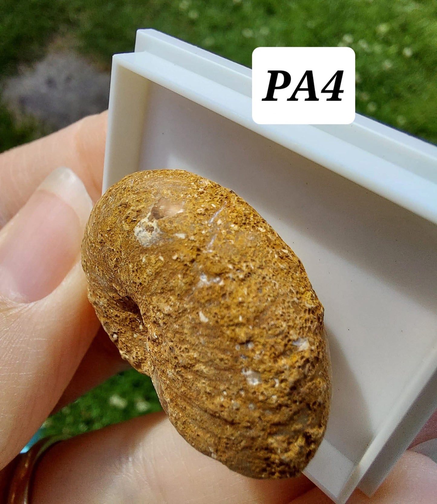 Phylloceras Ammonite, Fossil (Ref: PA4)