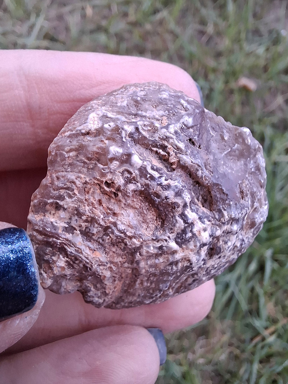 Chalcedony Oyster, Fossil (Ref: FO7)