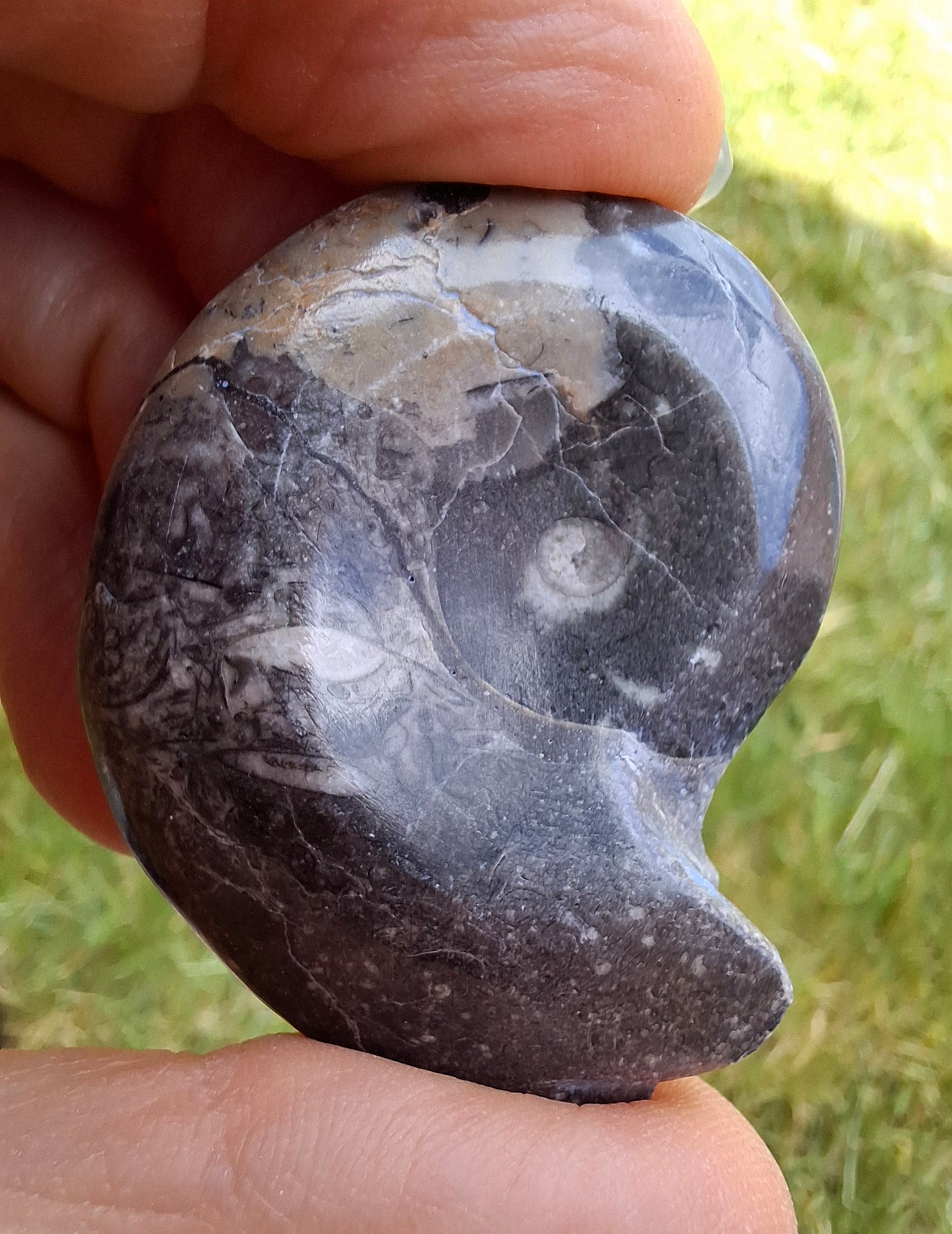 Goniatite, Fossil (Ref: GA9)
