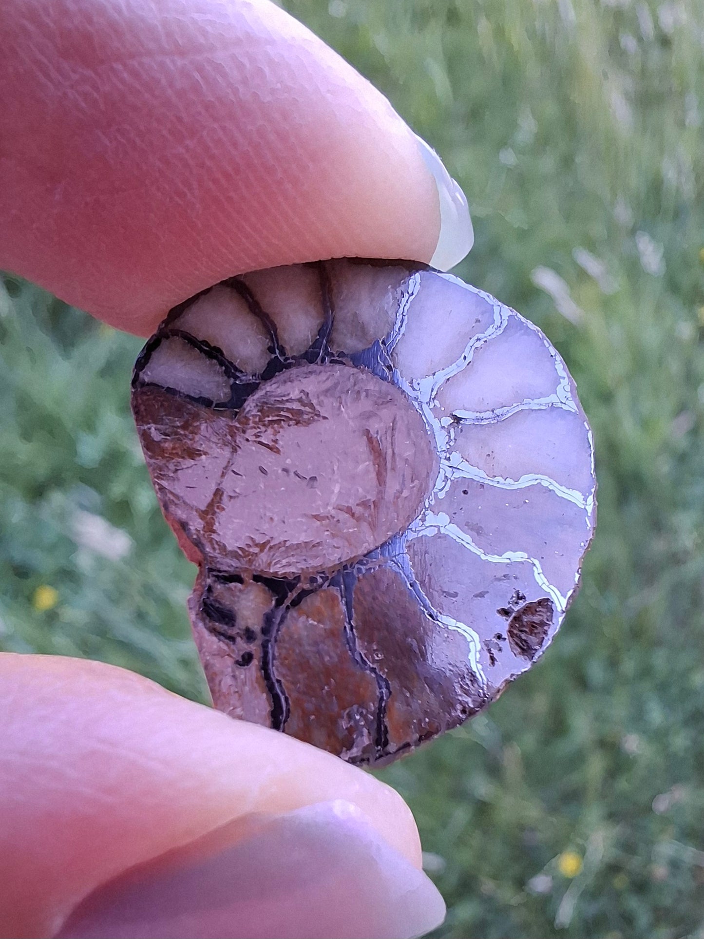 Small Haematite Ammonite HALF, 1.66g, Fossil (Ref: MA2)