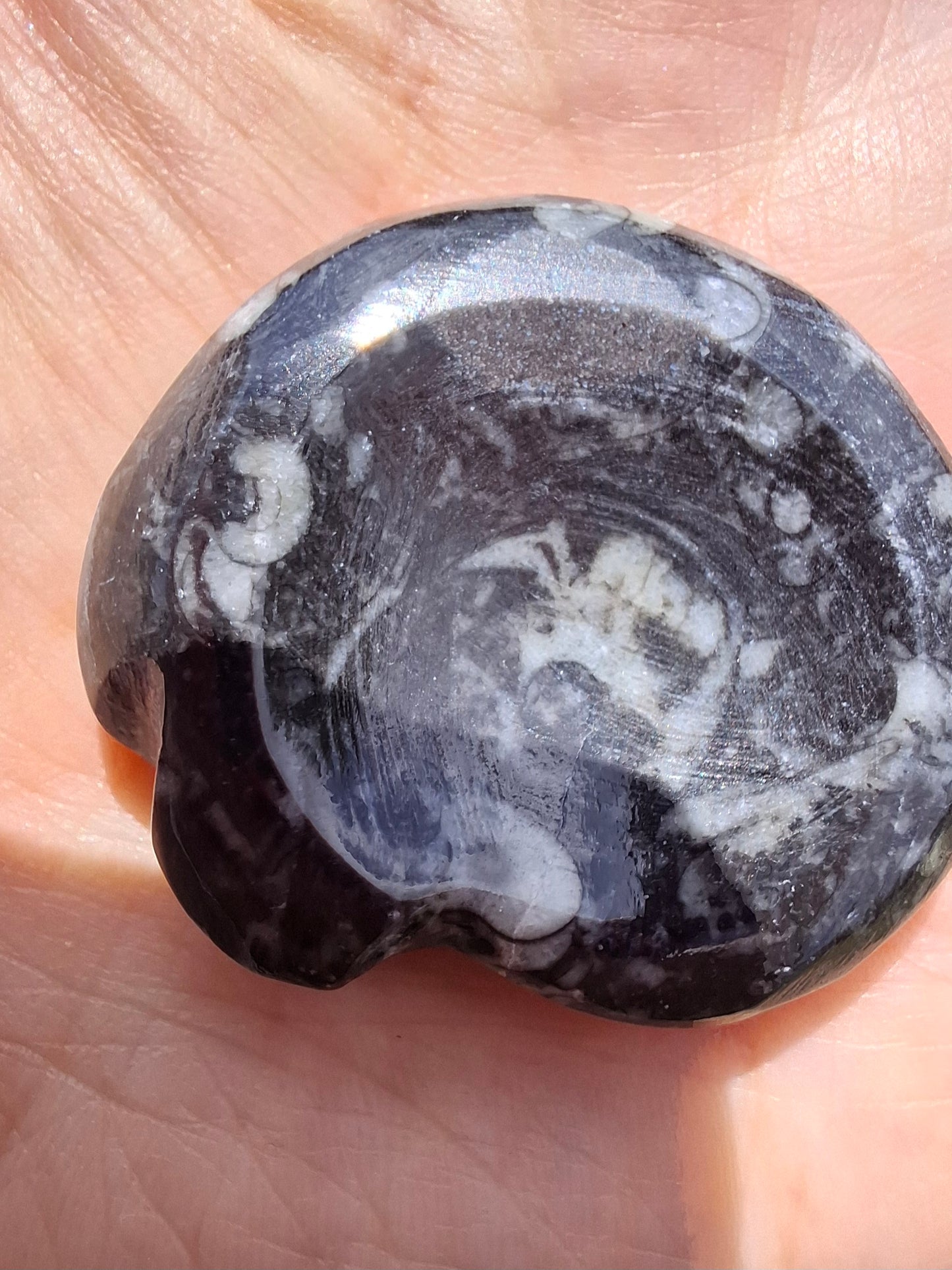 Goniatite, Fossil (Ref: GA2)