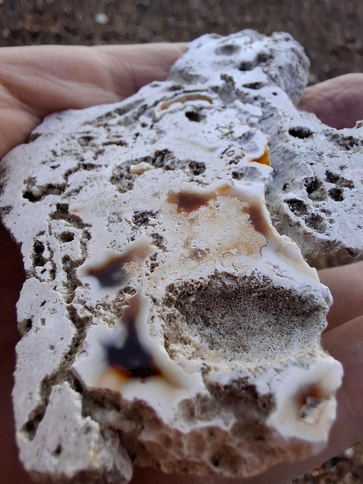 Fossilised Coral replaced by Chalcedony/Agate, Fossil (Ref: FCA1)