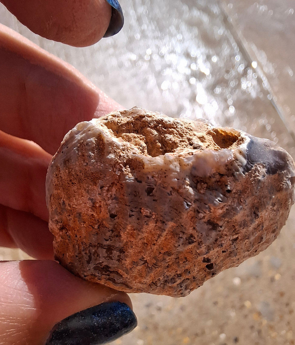 Chalcedony Oyster, Fossil (Ref: FO5)