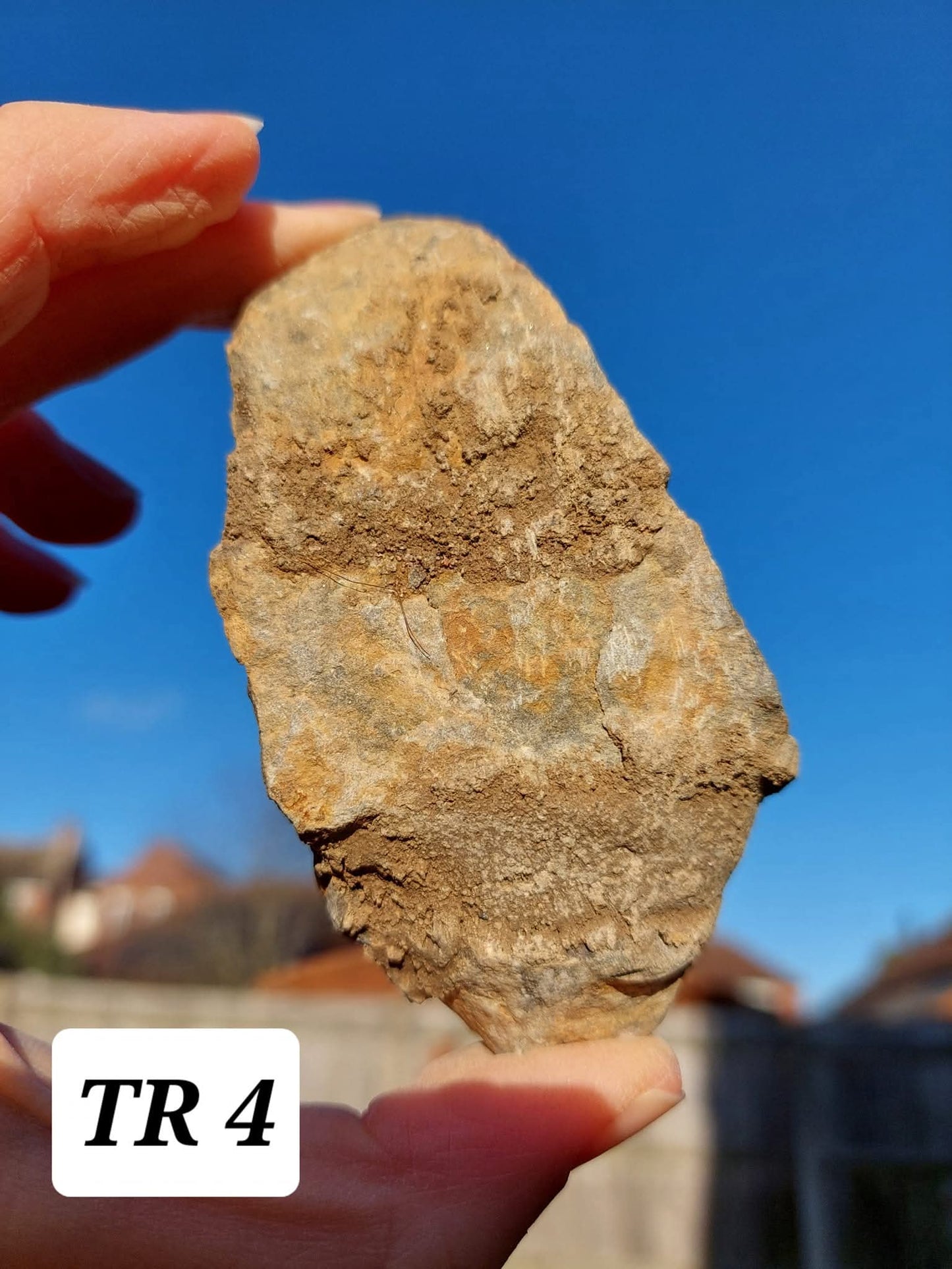 Trilobite (Flexicalymene), 111.00g, Fossil (Ref: TR4)