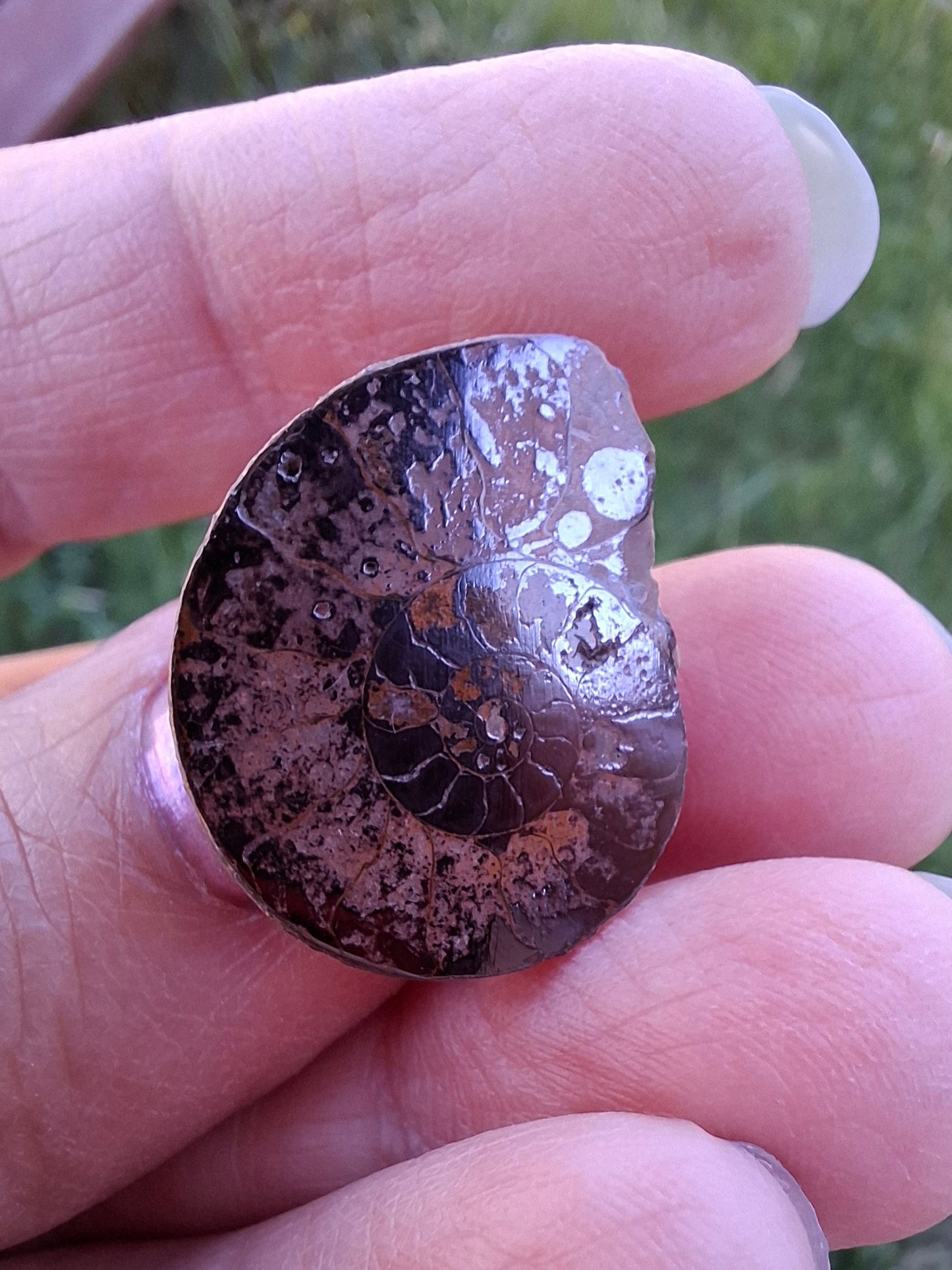 Small Haematite Ammonite HALF, 1.78g, Fossil (Ref: MA4)