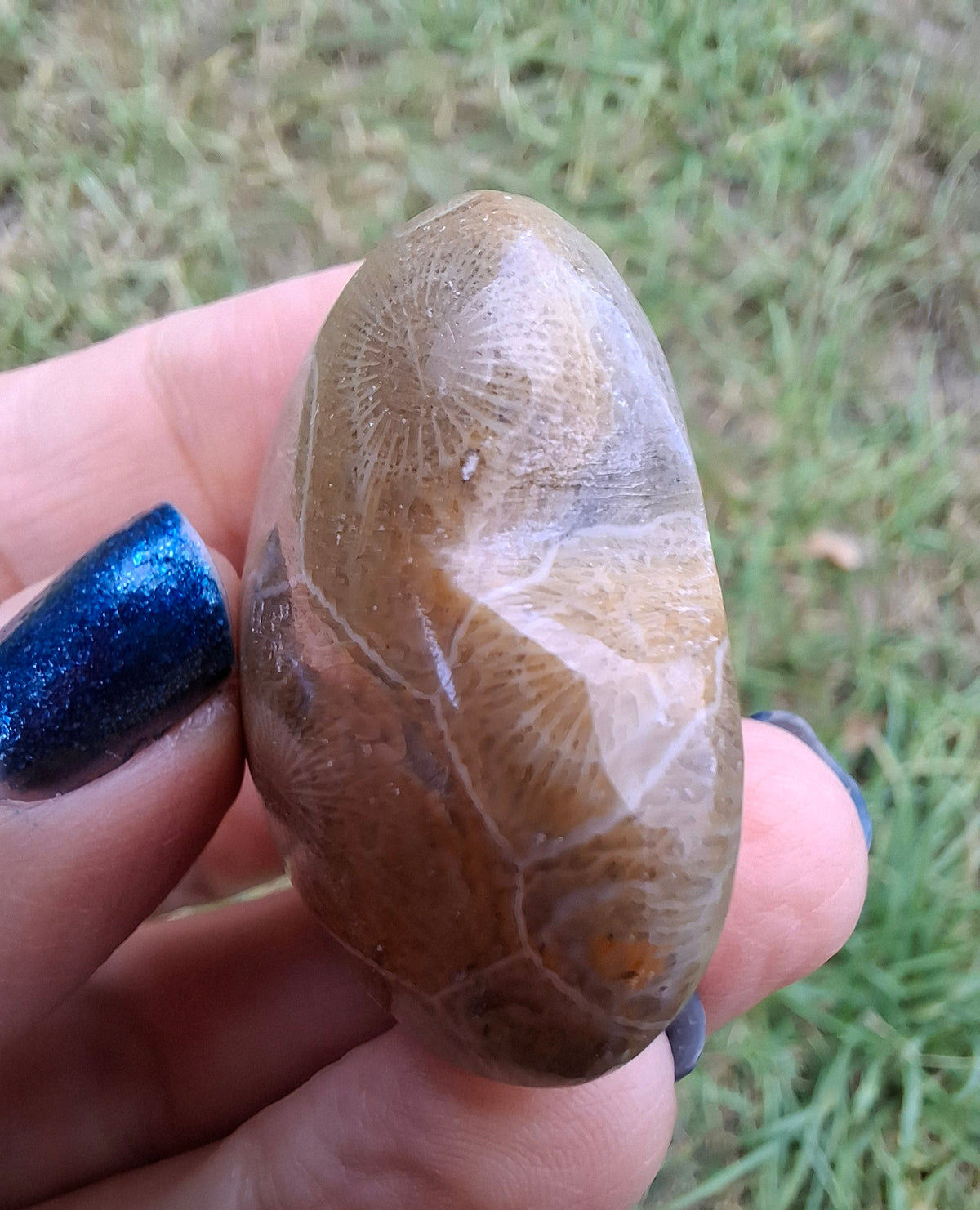Fossil Coral Heart, (Ref: CoH2)
