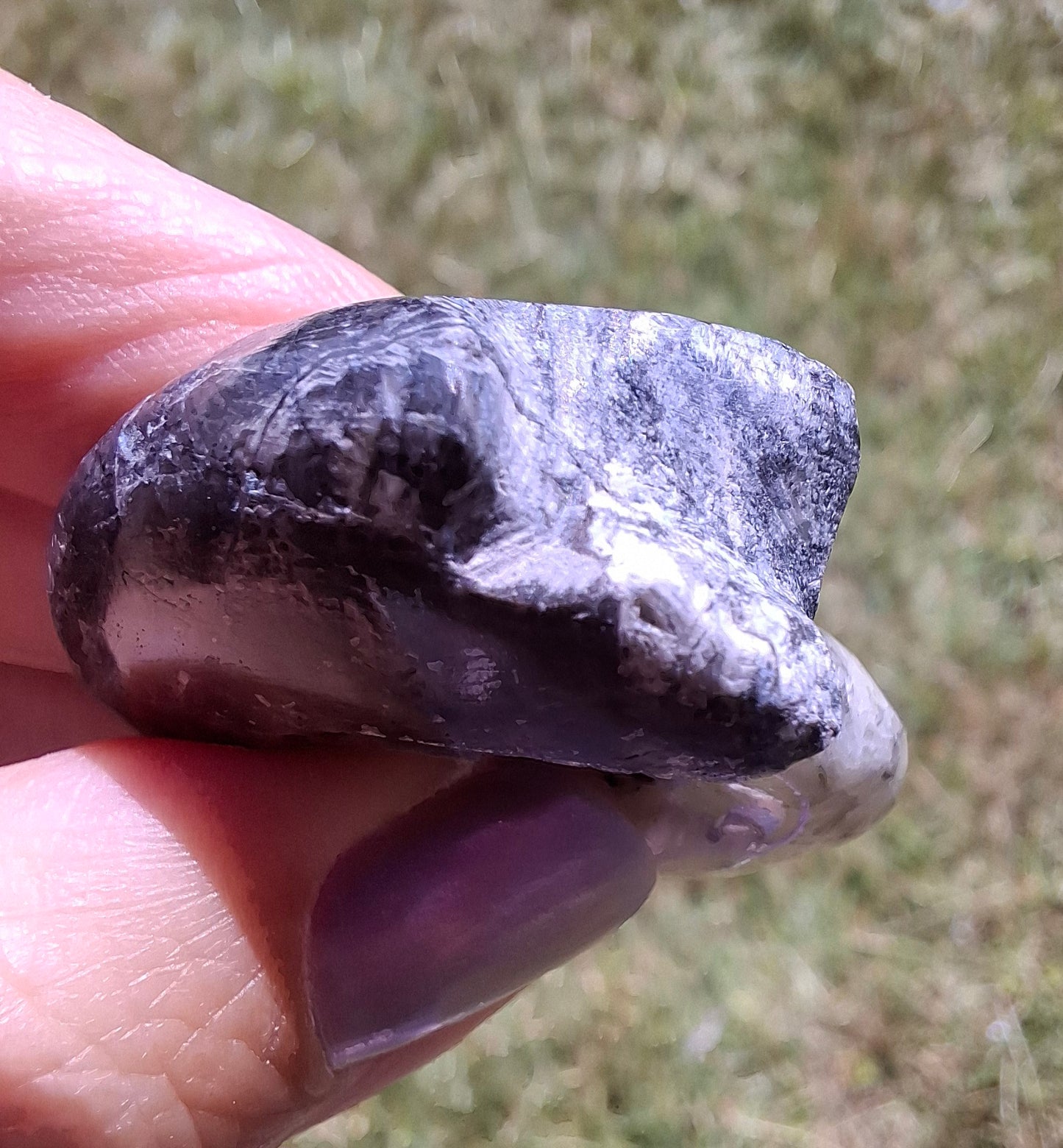 Goniatite, Fossil (Ref: GA3)