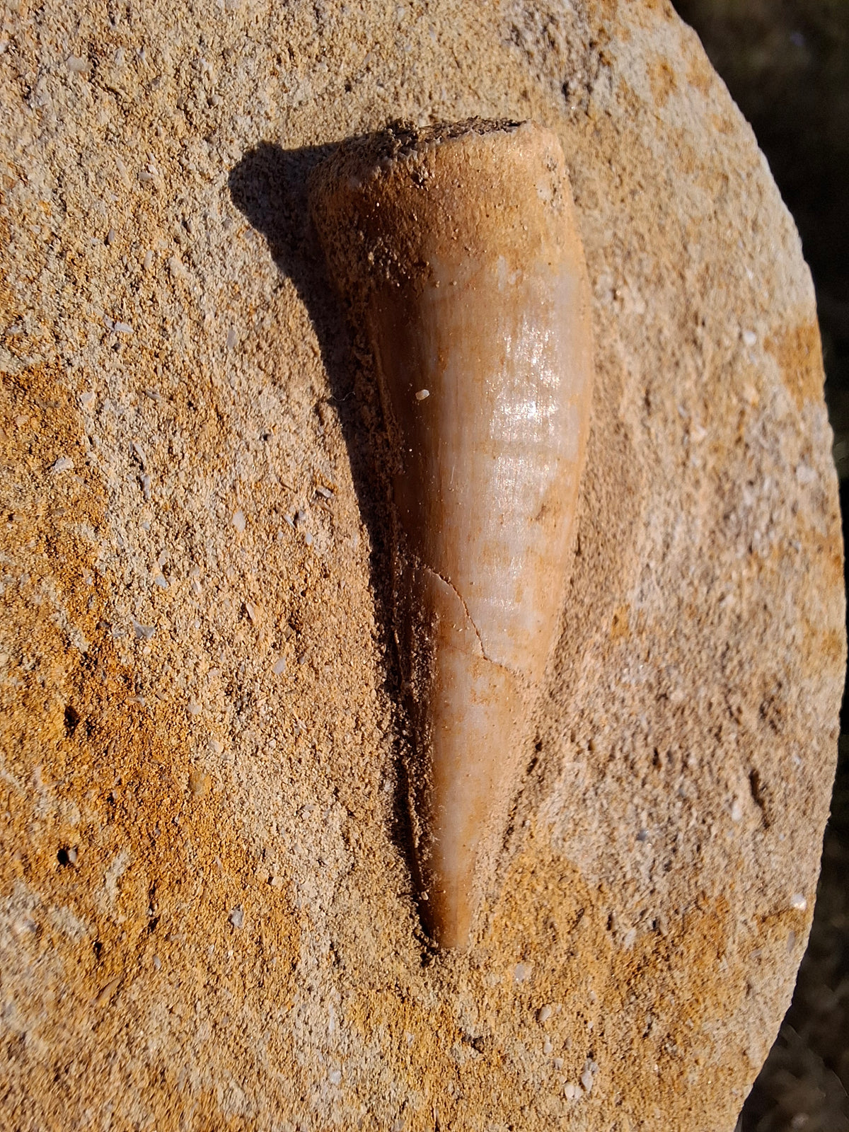 Enchodus Sabre Tooth, Fossil (Ref: ES1)