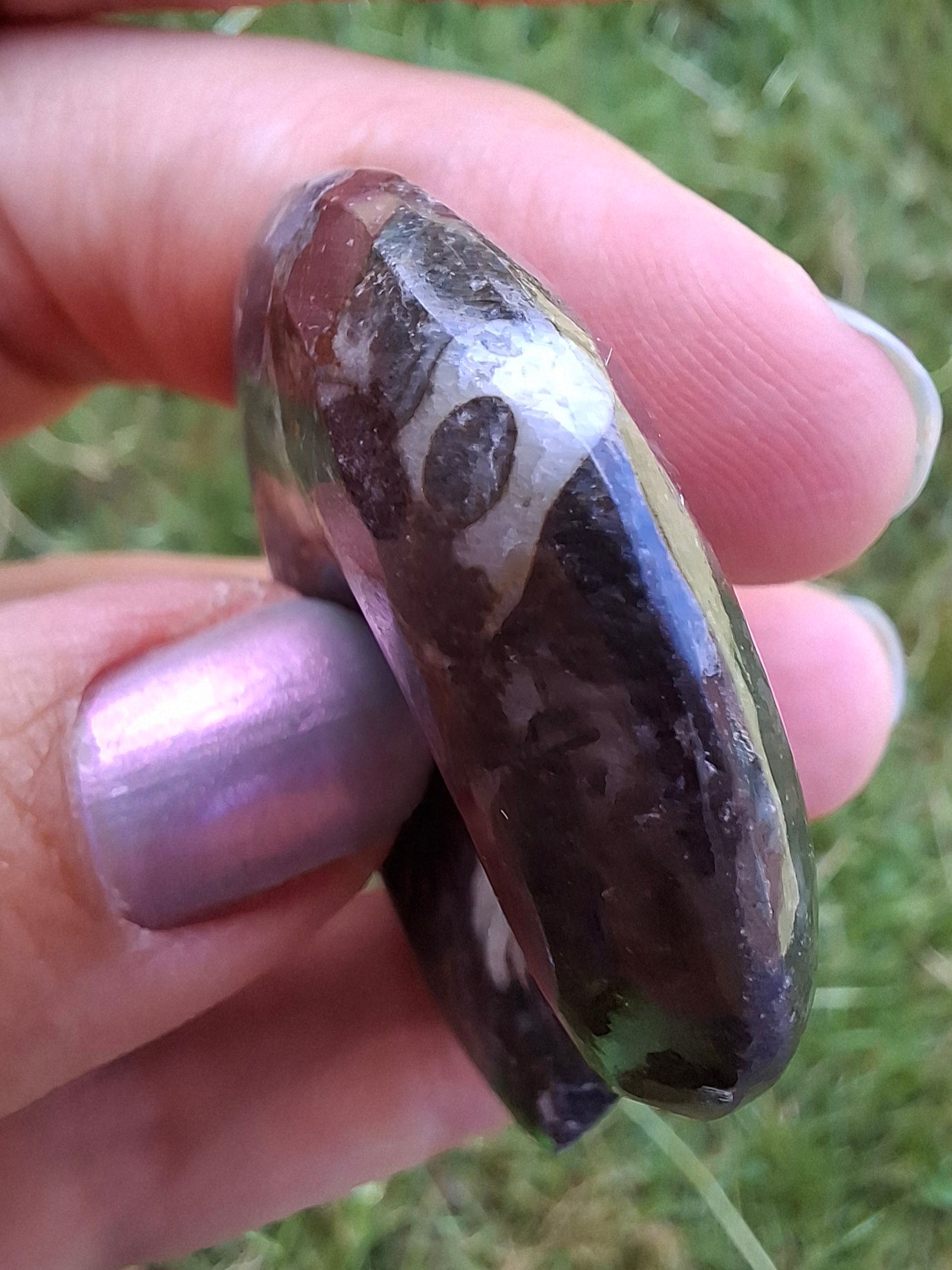 Goniatite, Fossil (Ref: GA1)