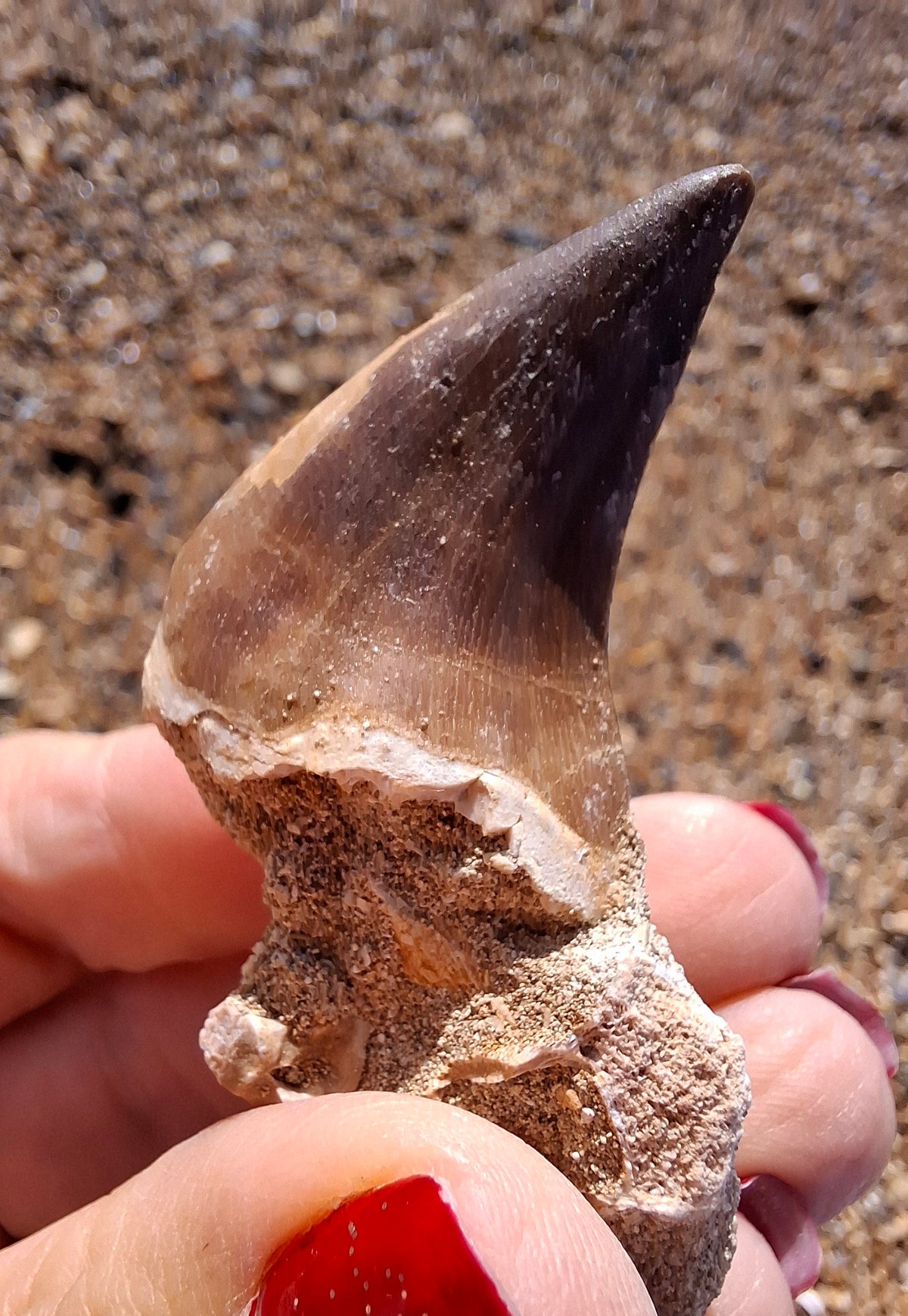 Mosasaurus Tooth with matrix, Fossil, (Ref: MTM1)