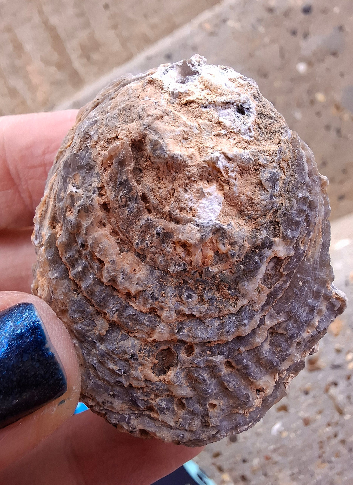 Chalcedony Oyster, Fossil (Ref: FO3)