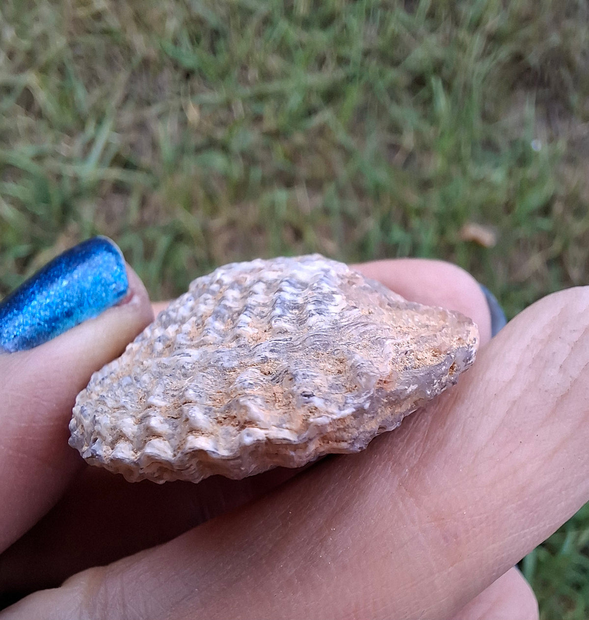 Chalcedony Oyster, Fossil (Ref: FO10)
