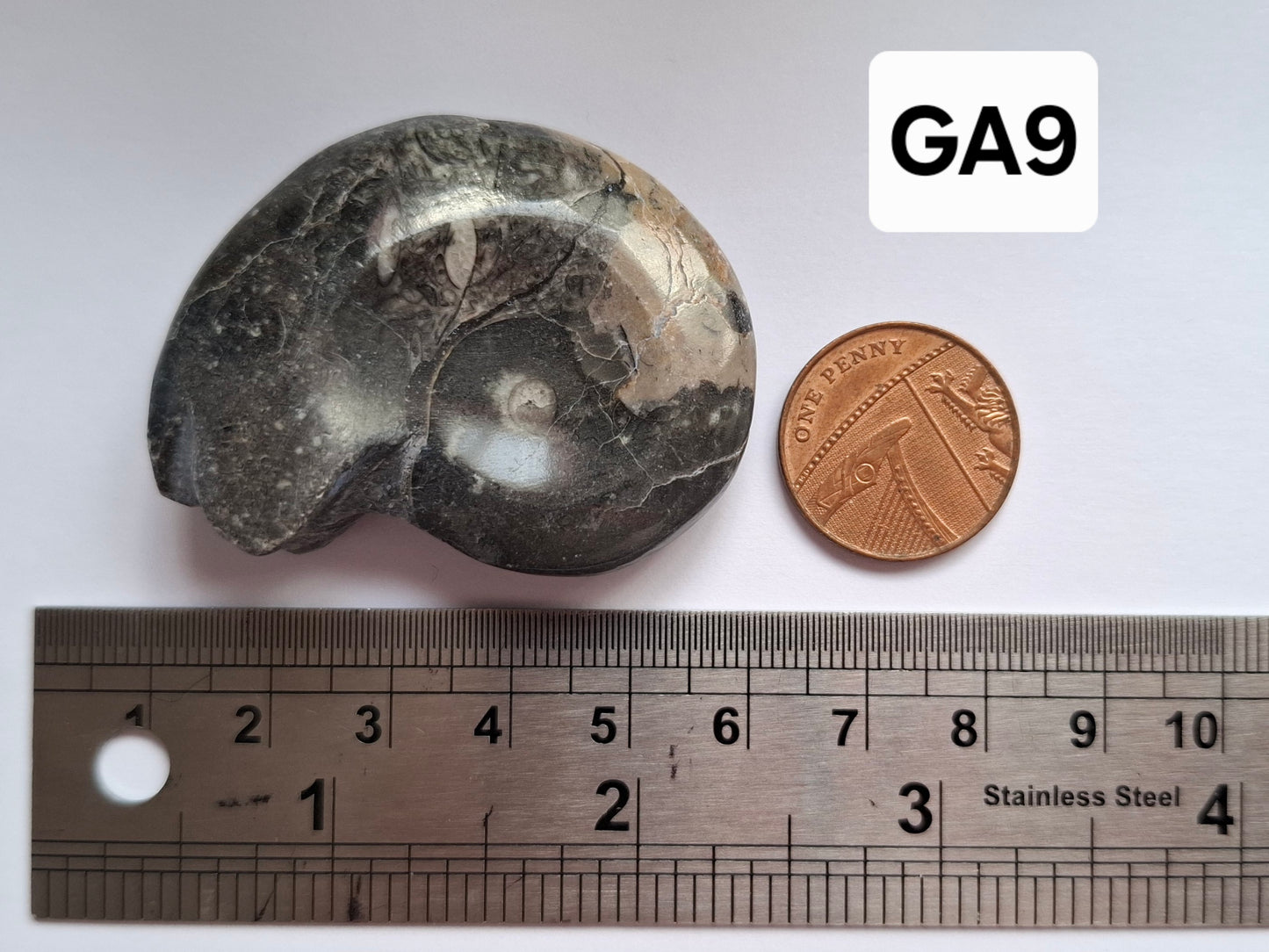 Goniatite, Fossil (Ref: GA9)