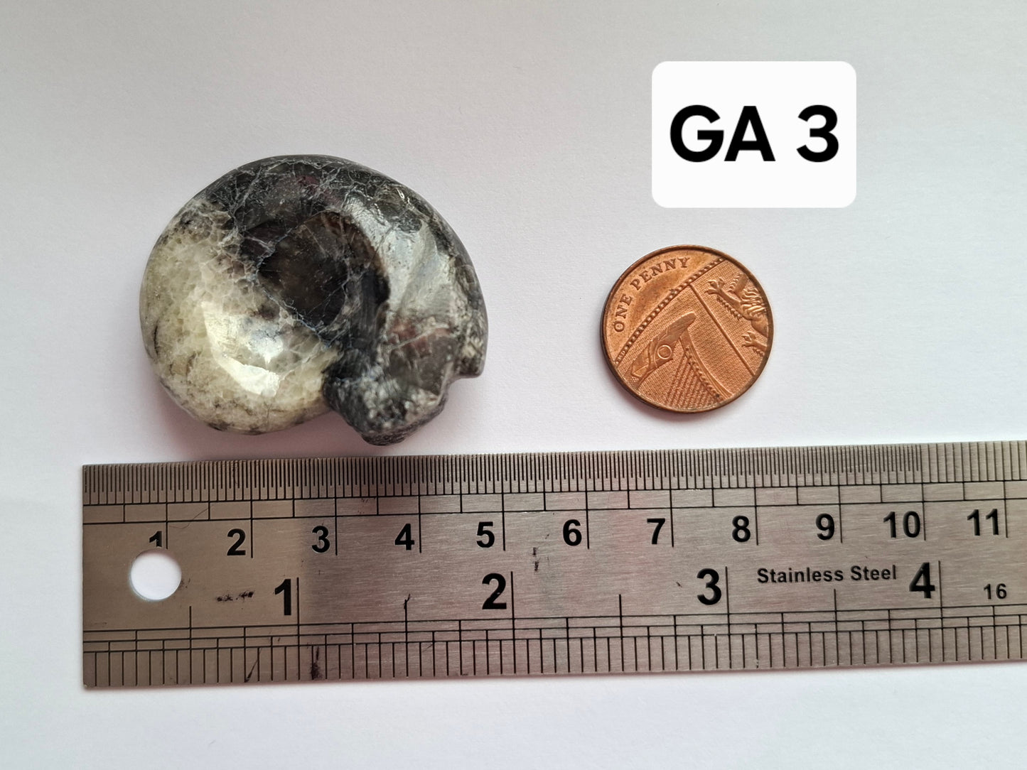 Goniatite, Fossil (Ref: GA3)