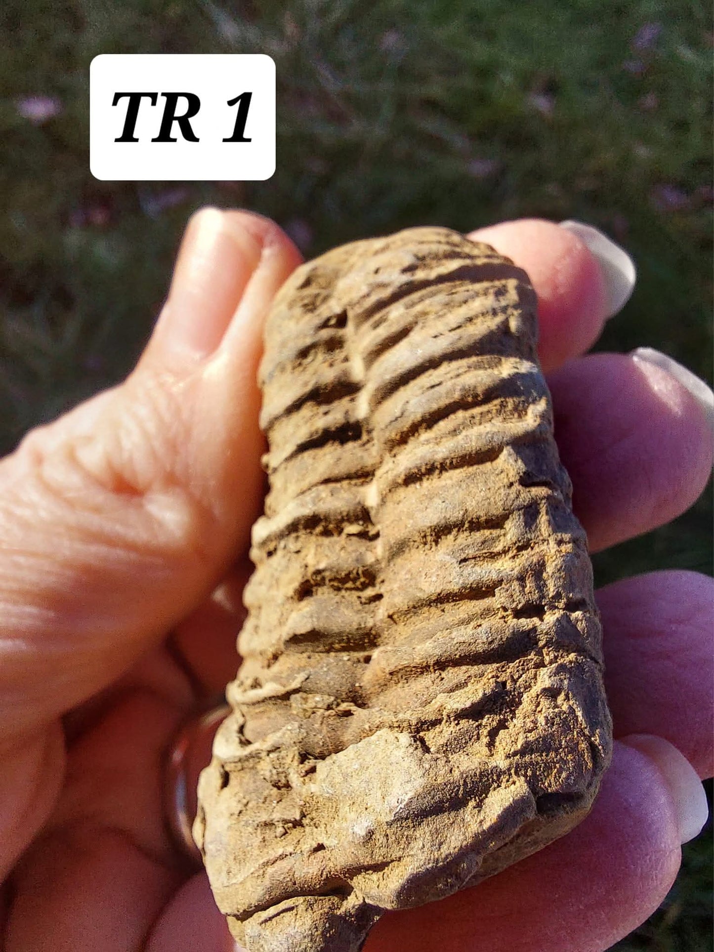 Trilobite (Flexicalymene), 47.00g, Fossil (Ref: TR1)