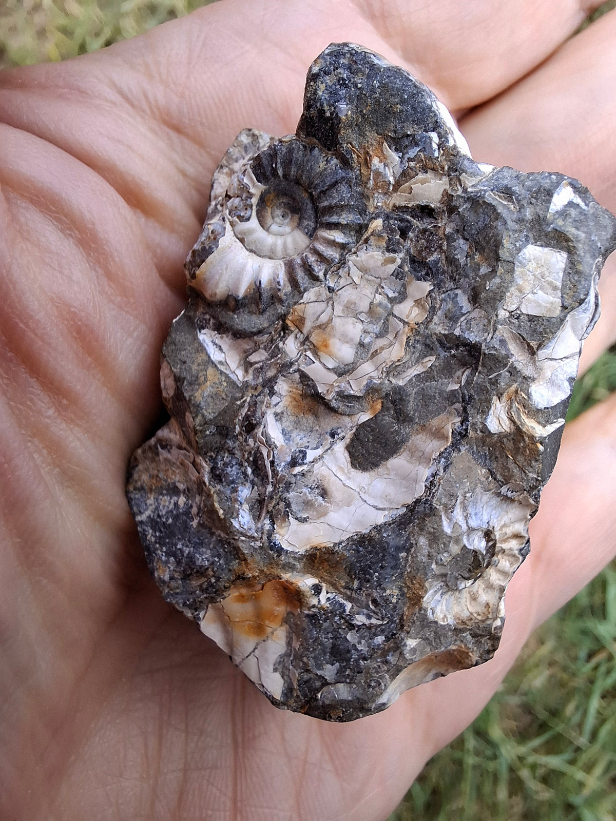 Ammonite Cluster, Fossil (Ref: ACL3)