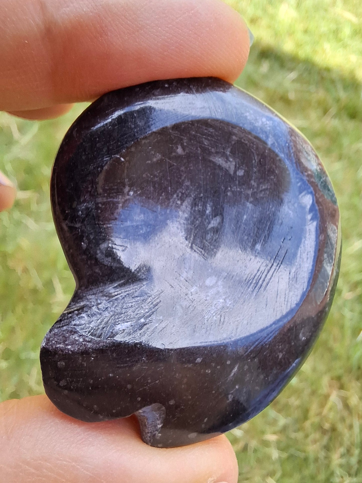 Goniatite, Fossil (Ref: GA4)