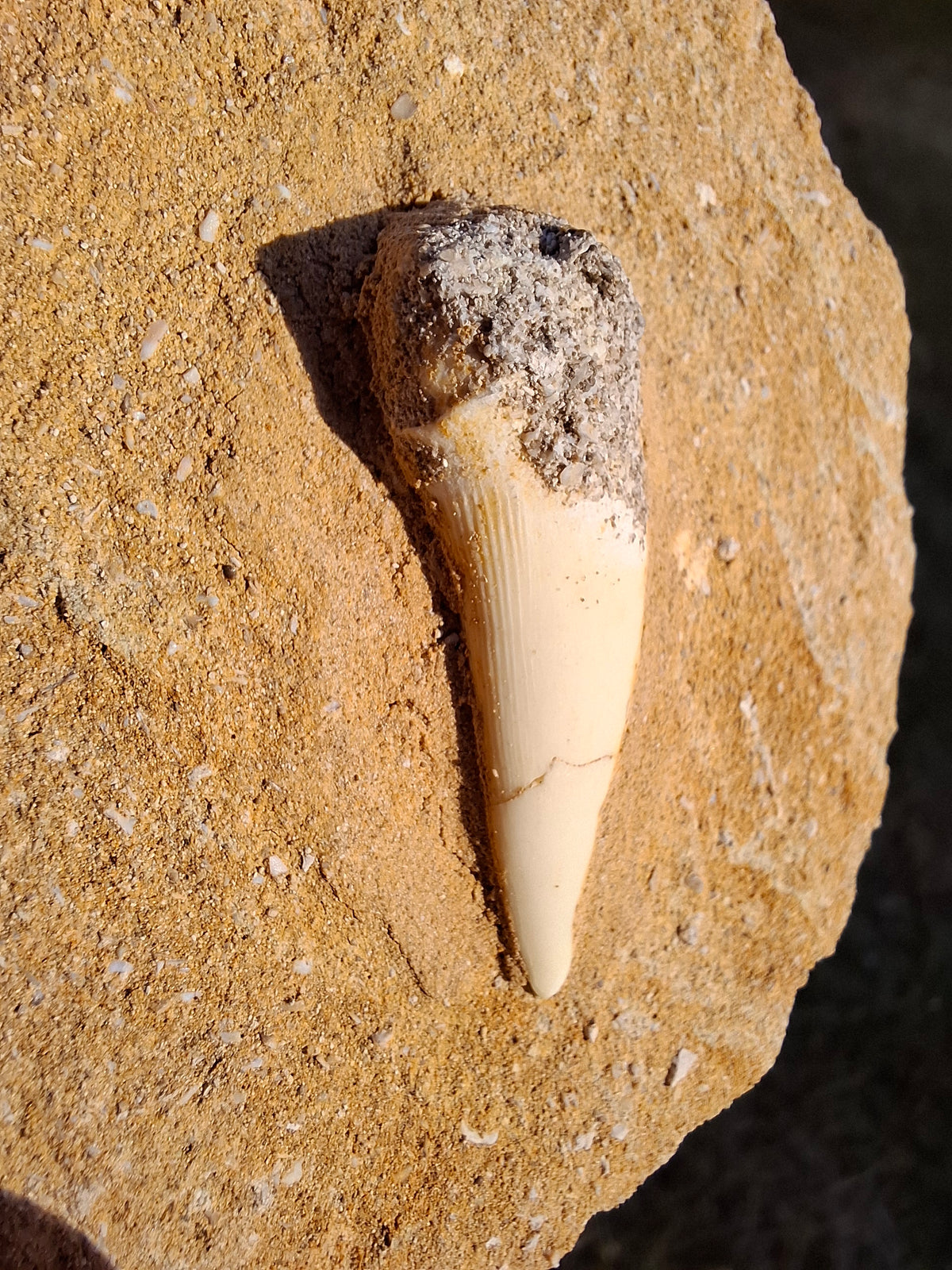 Enchodus Sabre Tooth, Fossil (Ref: ES6)