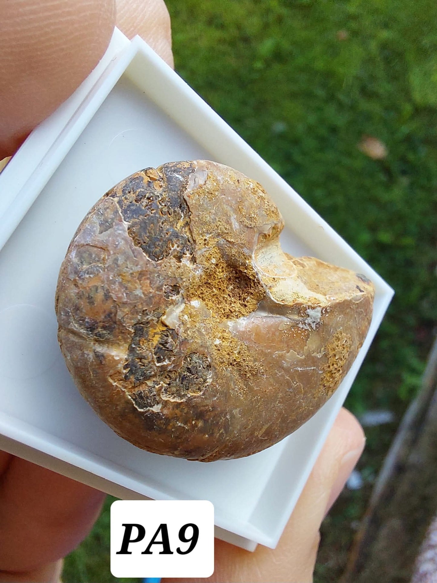 Phylloceras Ammonite, Fossil (Ref: PA9)