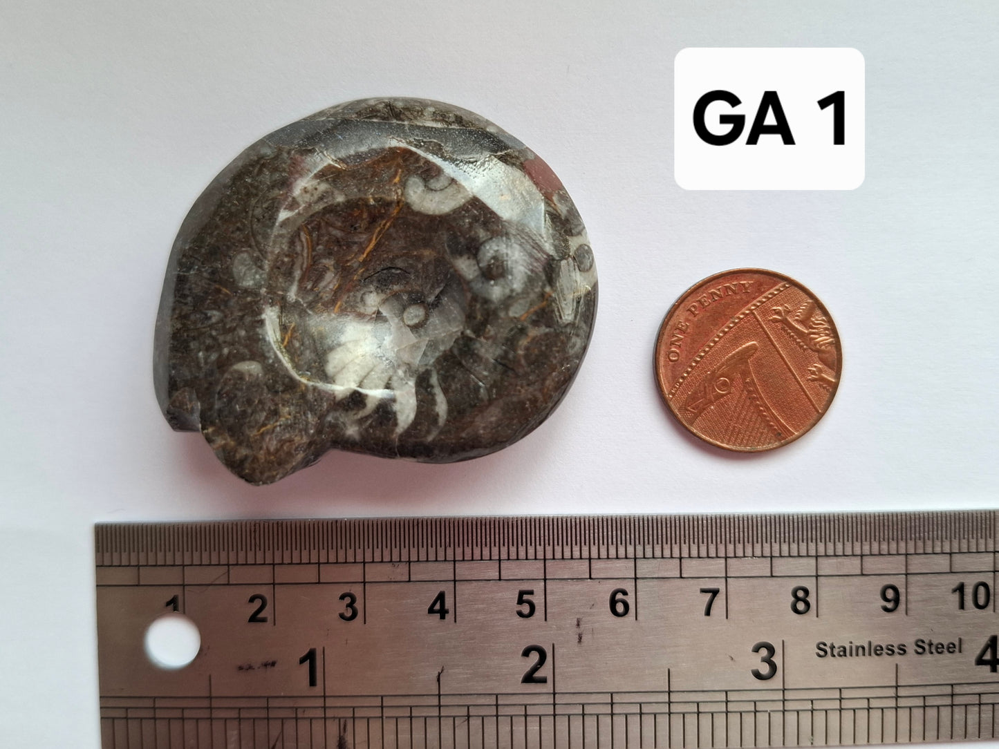 Goniatite, Fossil (Ref: GA1)