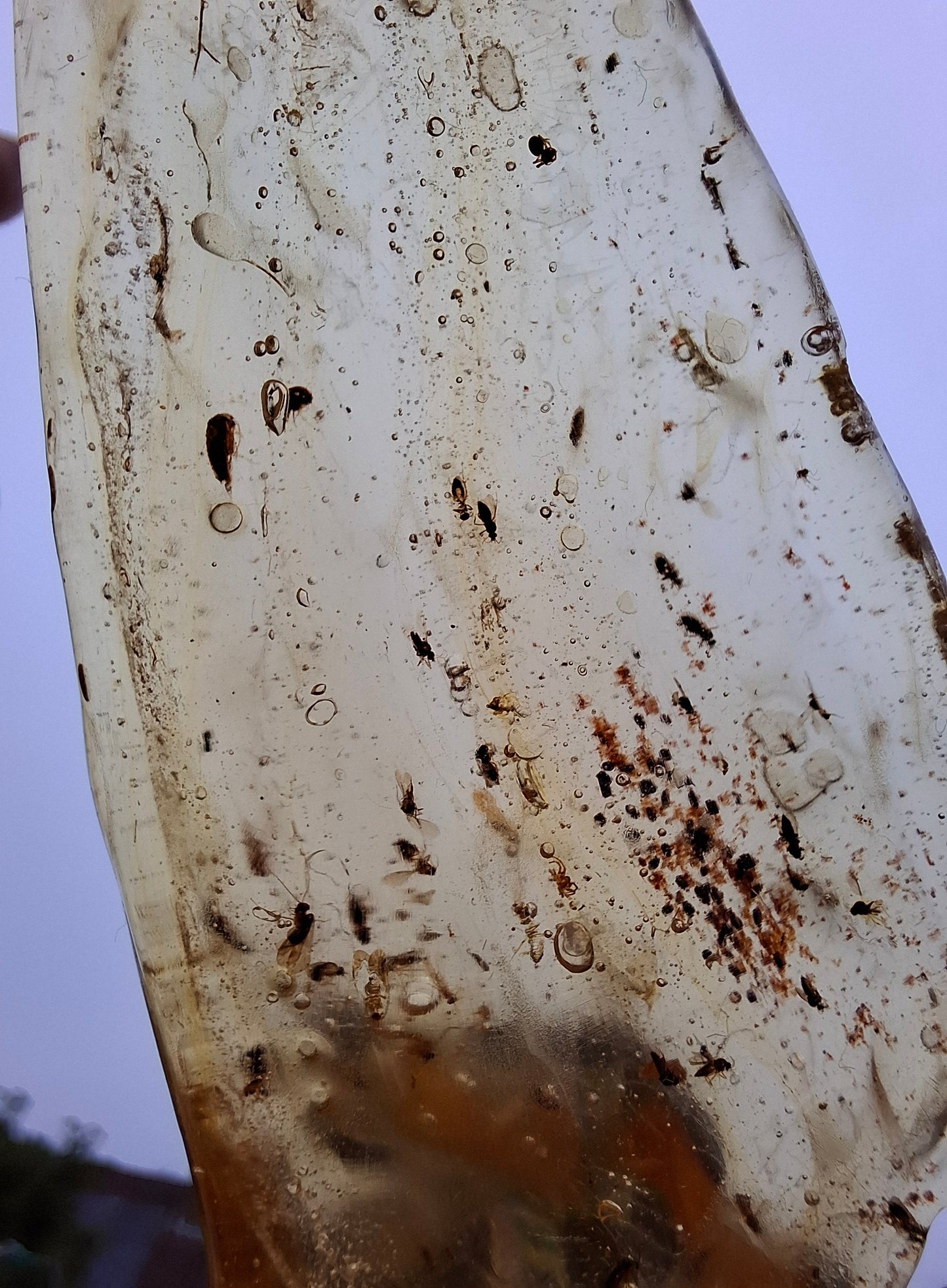 Copal Young Amber with INSECTS inside, 28.43g, Fossil (Ref: CA10)