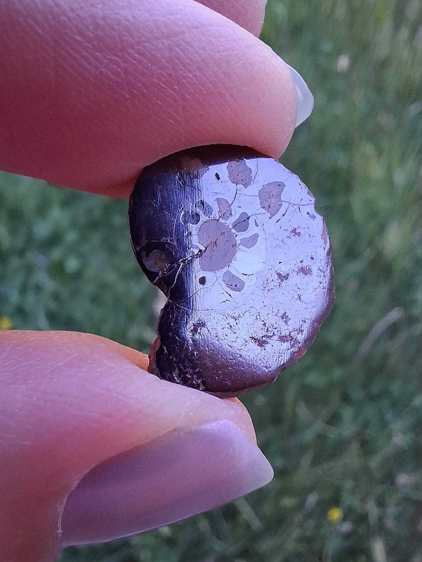 Small Haematite Ammonite HALF, 1.41g, Fossil (Ref: MA6)