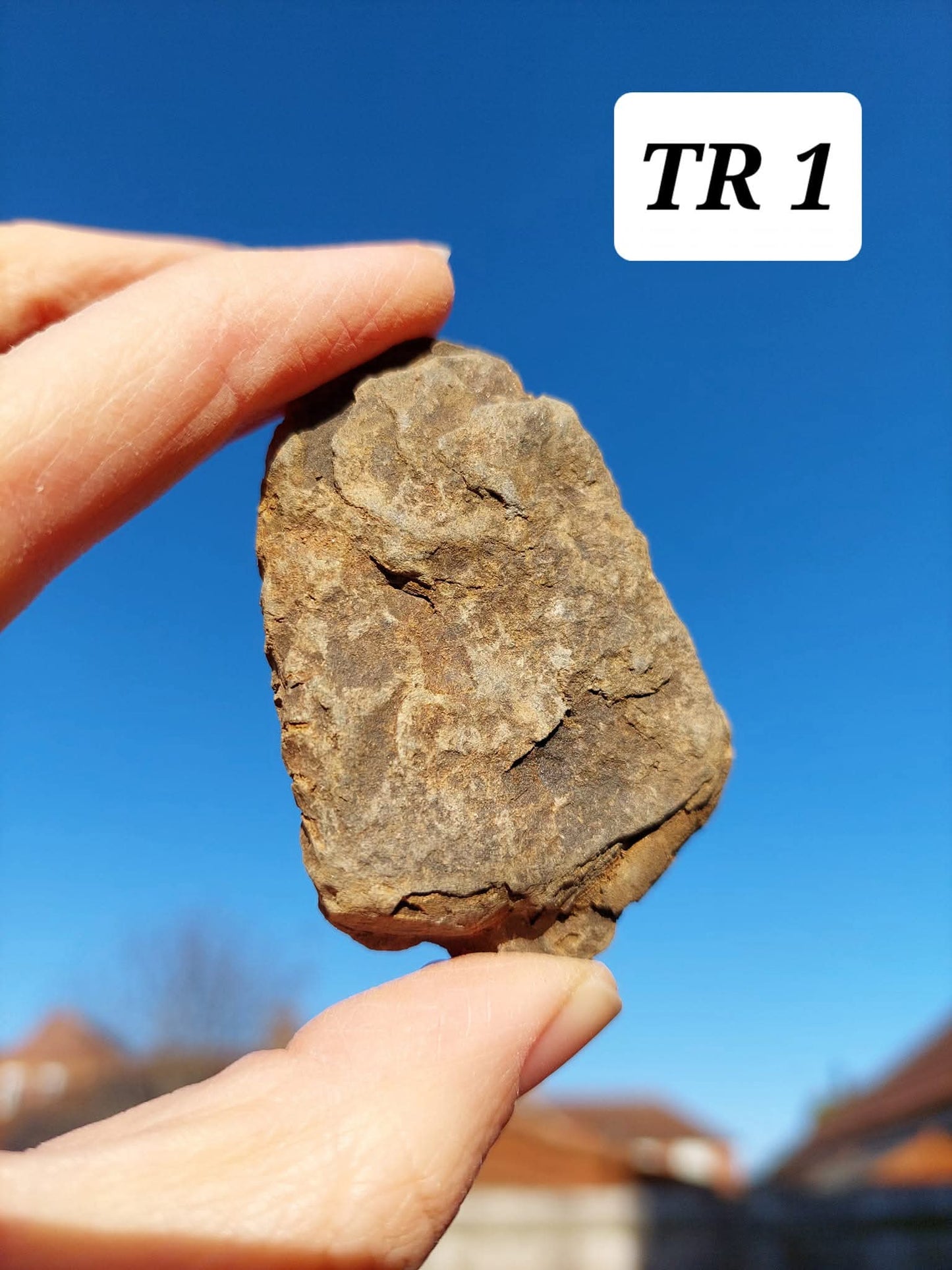 Trilobite (Flexicalymene), 47.00g, Fossil (Ref: TR1)