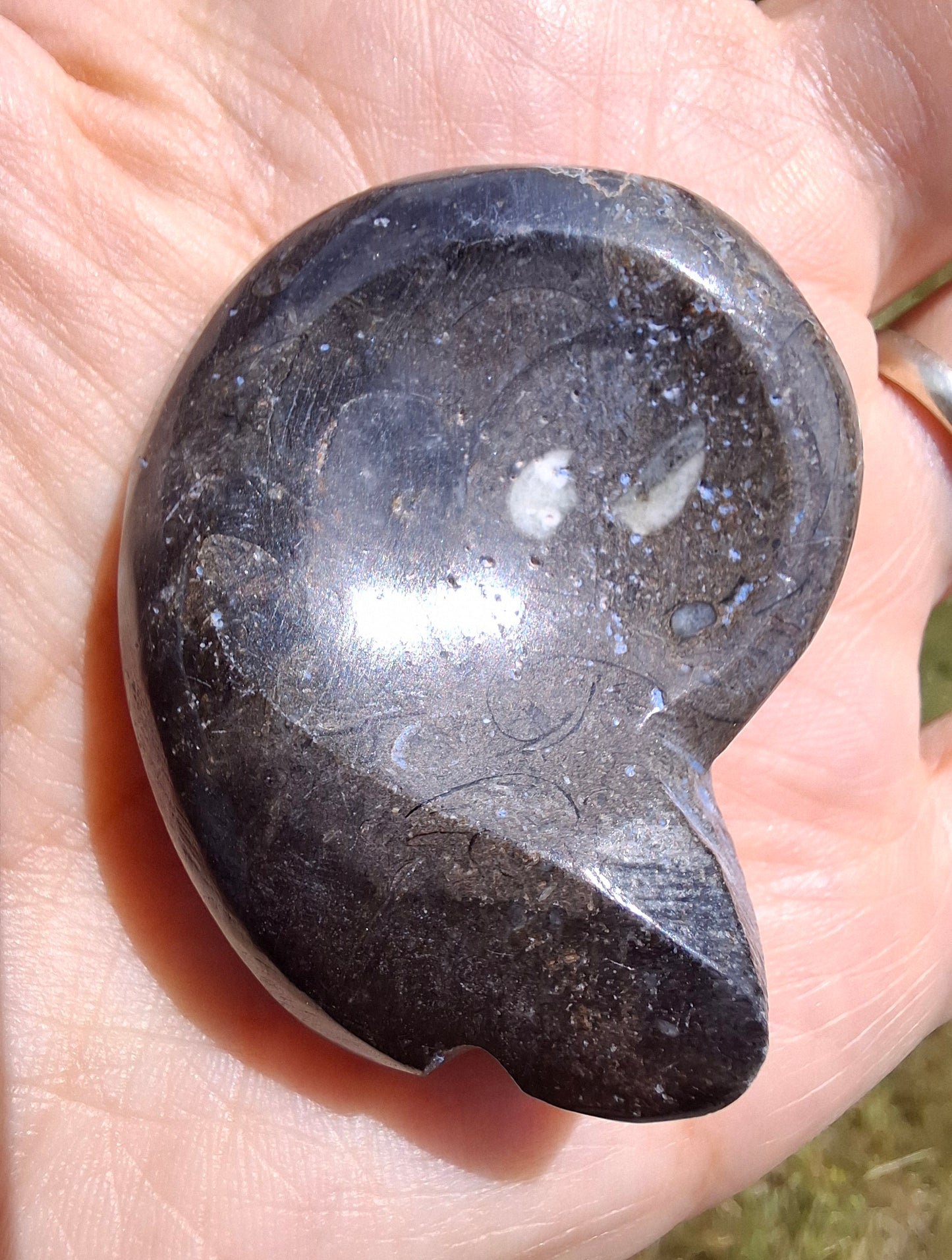 Goniatite, Fossil (Ref: GA8)