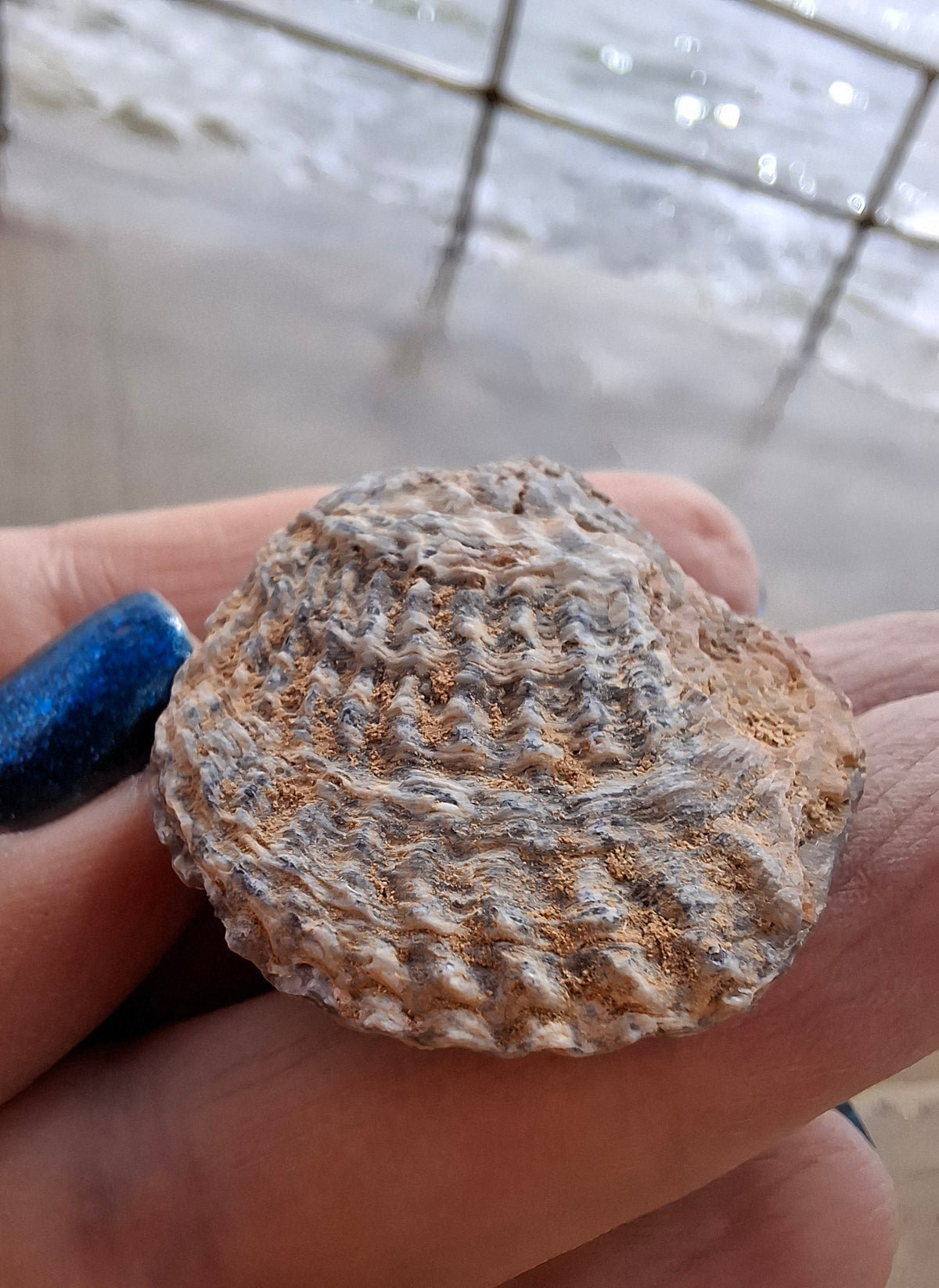Chalcedony Oyster, Fossil (Ref: FO10)