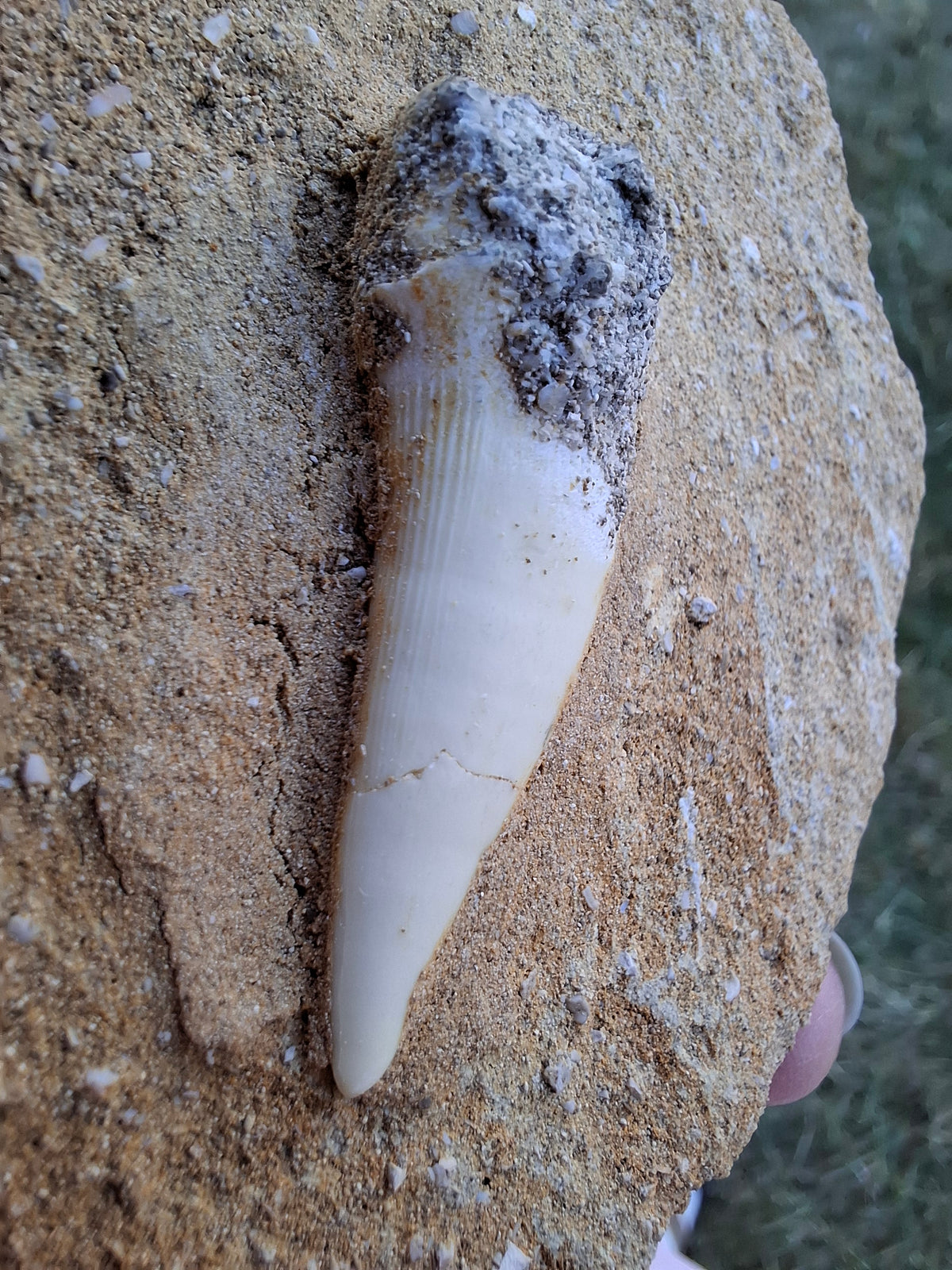 Enchodus Sabre Tooth, Fossil (Ref: ES6)