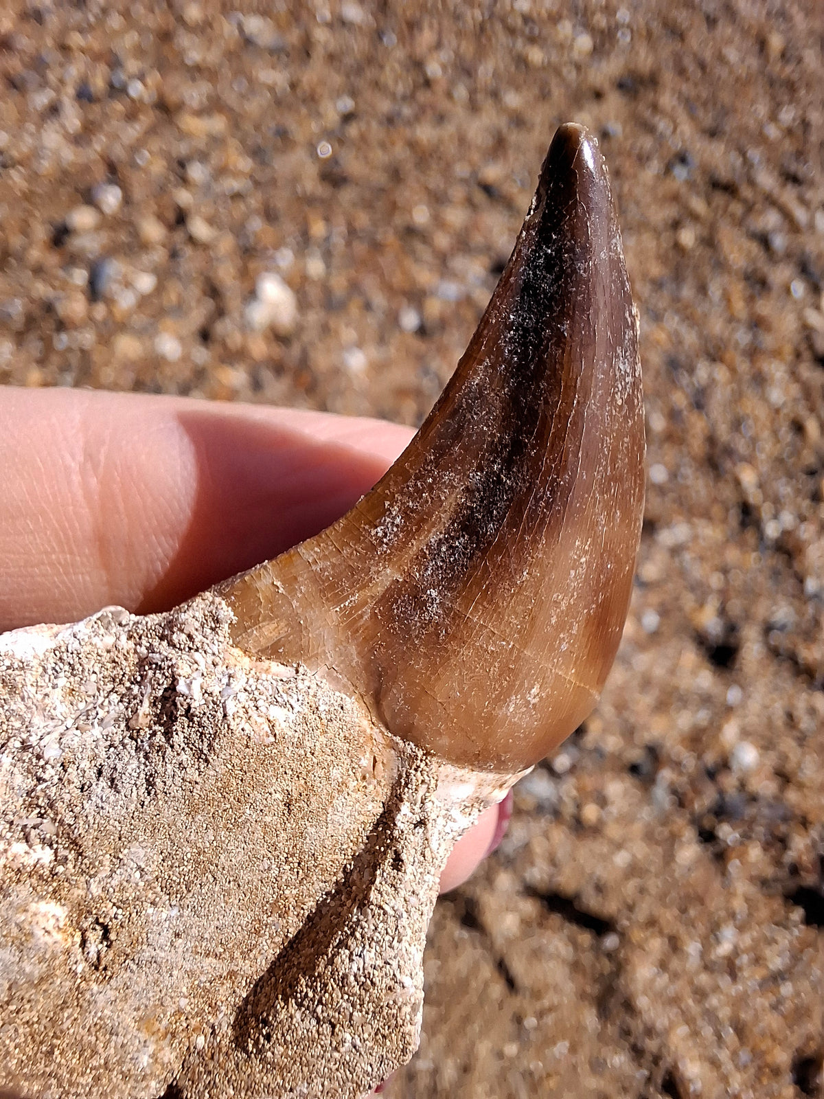 Mosasaurus Tooth with matrix, Fossil, (Ref: MTM1)